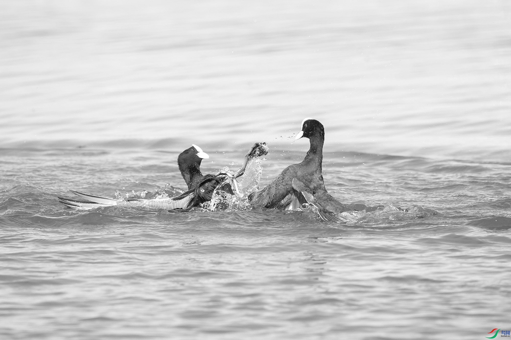 _DSC64880.jpg