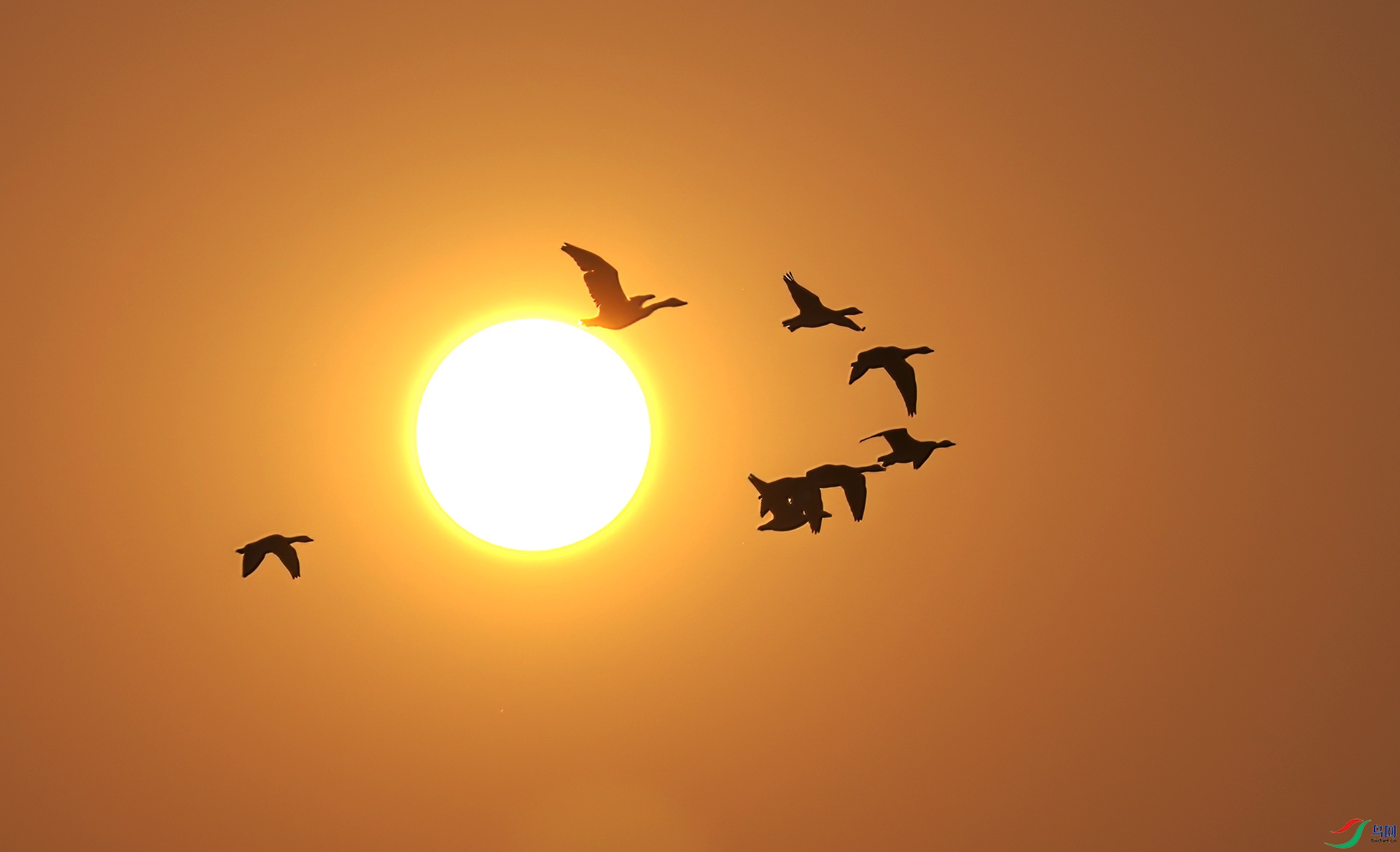 407A8492-Sh-----1  .jpg