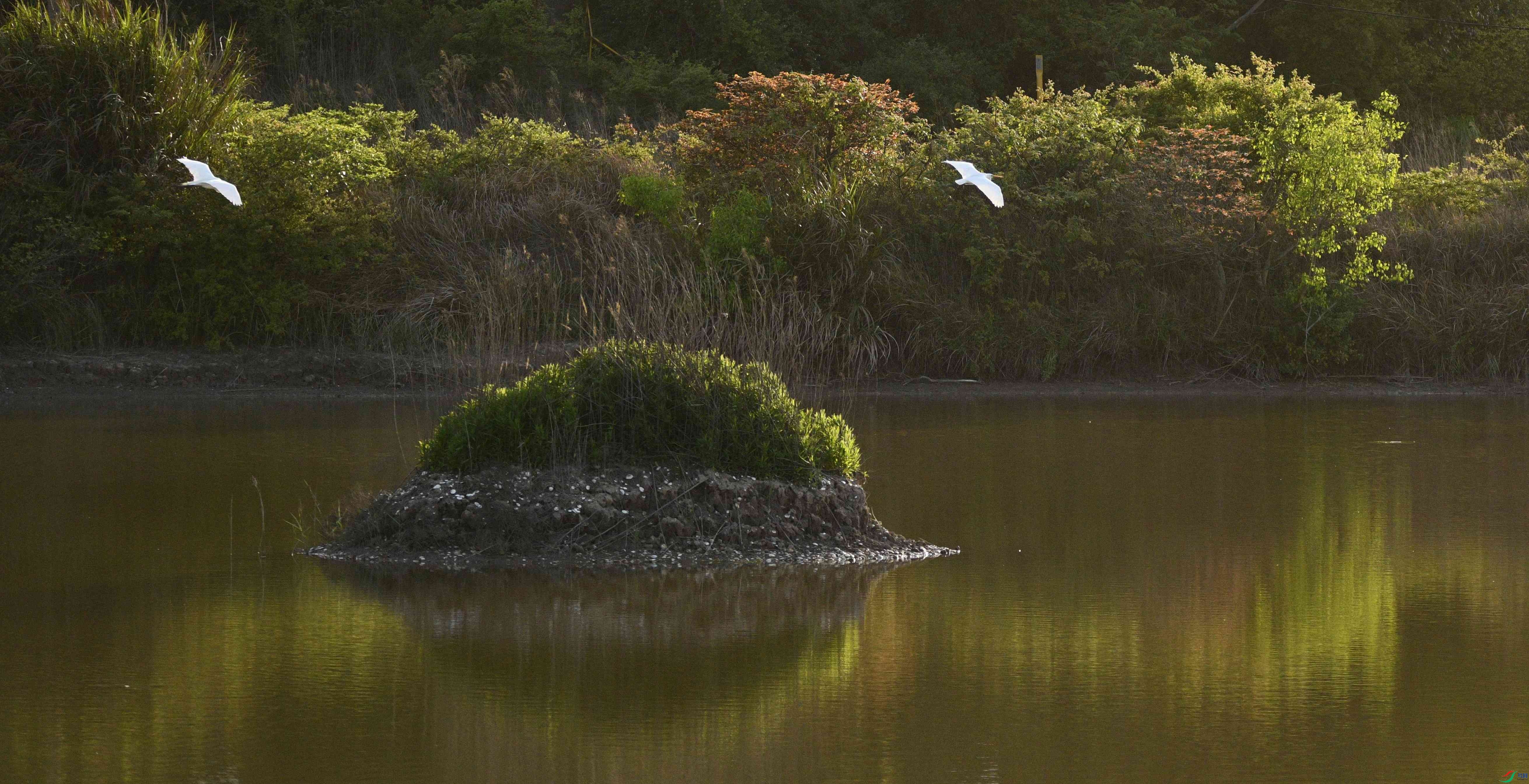 240418DSC�糿_8230(����).jpg