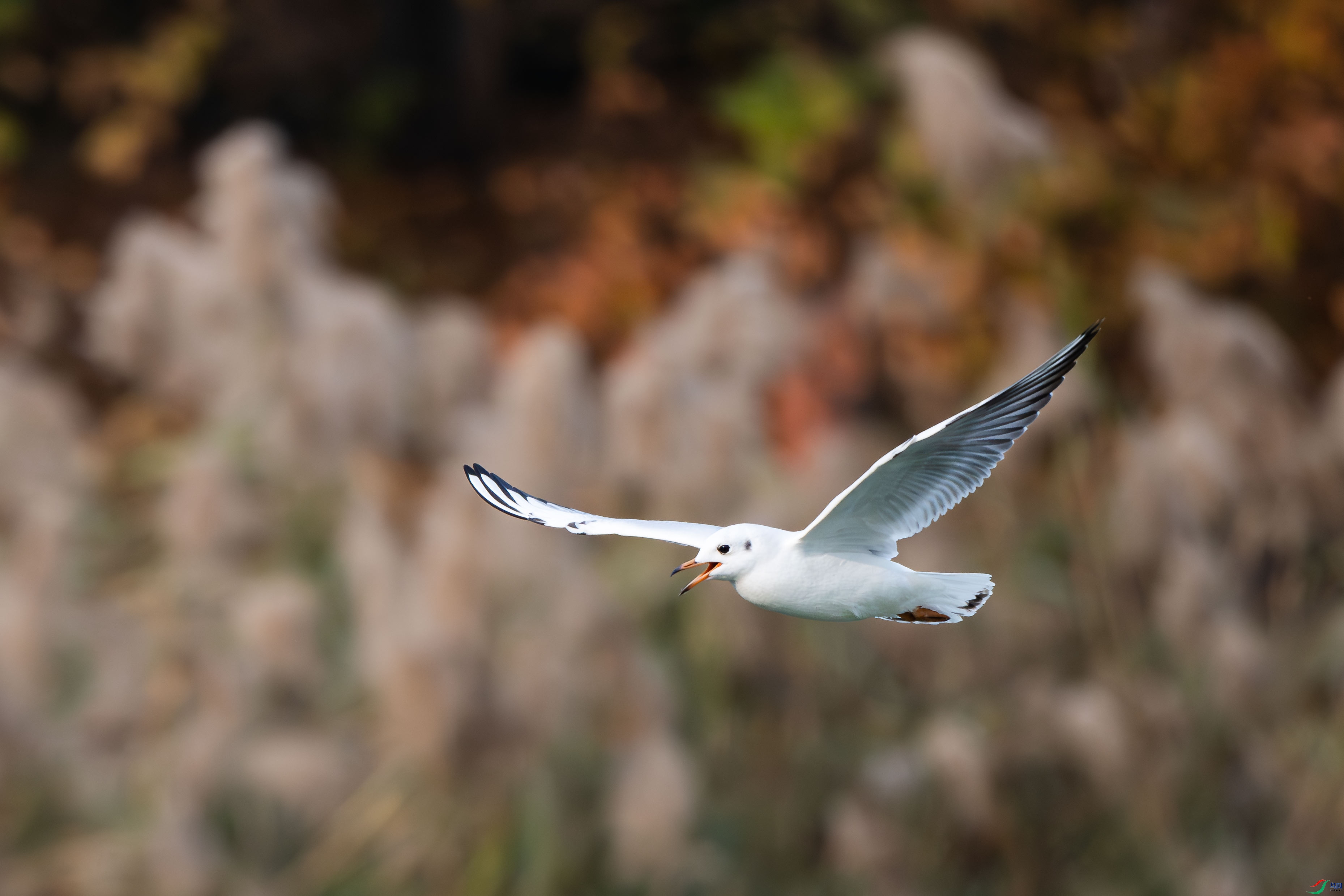 ����ĺ���Ÿ