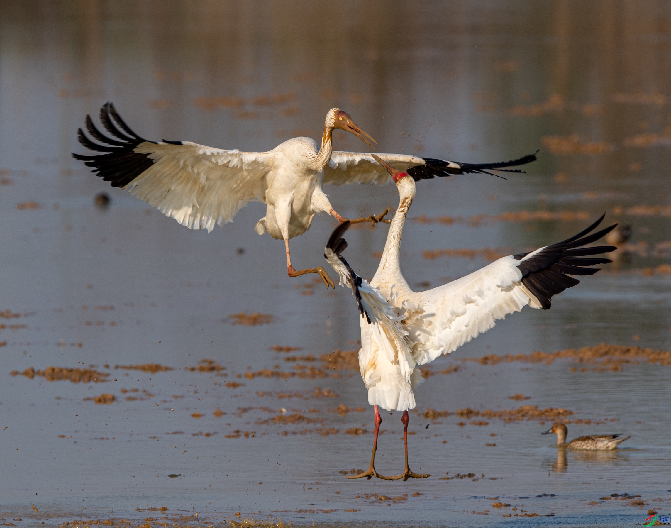 DSC_9978�׶�.JPG