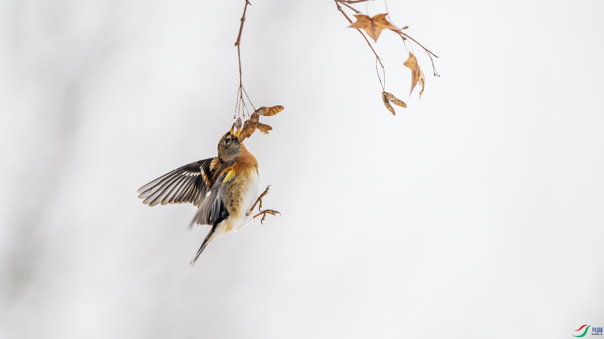 1_DSC7533-����ǿ-NR ����.jpeg