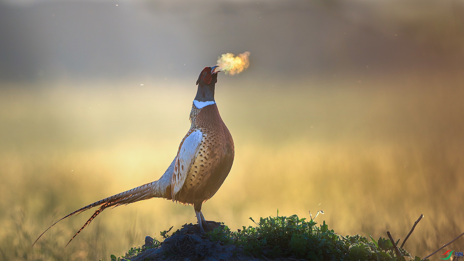 1_XXL1221-����ǿ-NR ���� 3-1.jpg