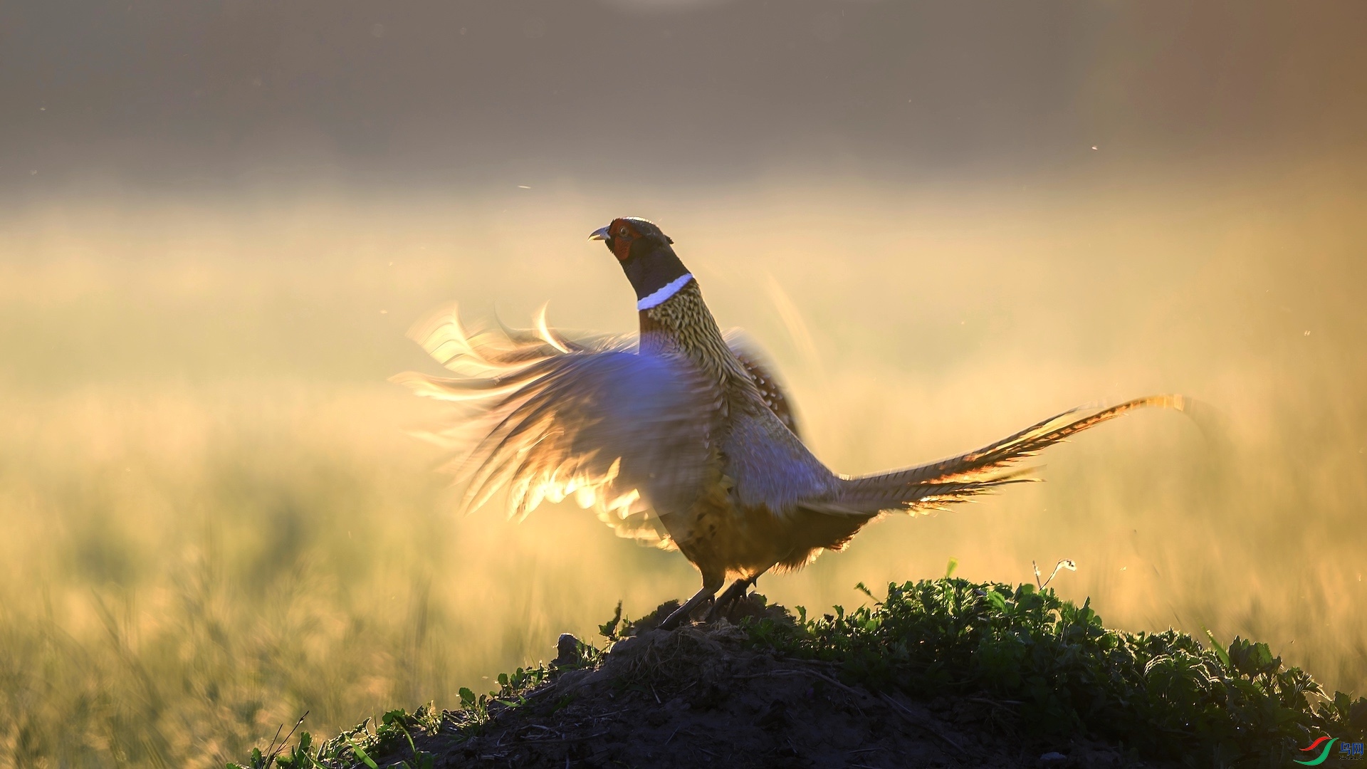 1_XXL1265-����ǿ-NR ����.jpeg