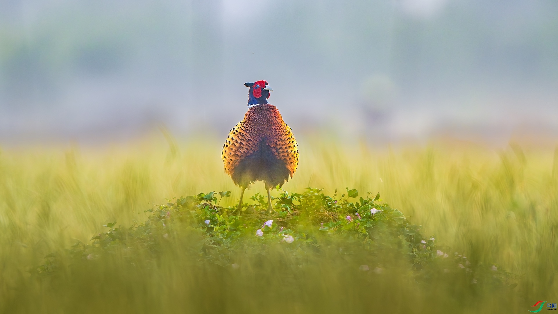 1_XXL5193-����ǿ-NR ���� 2.jpeg