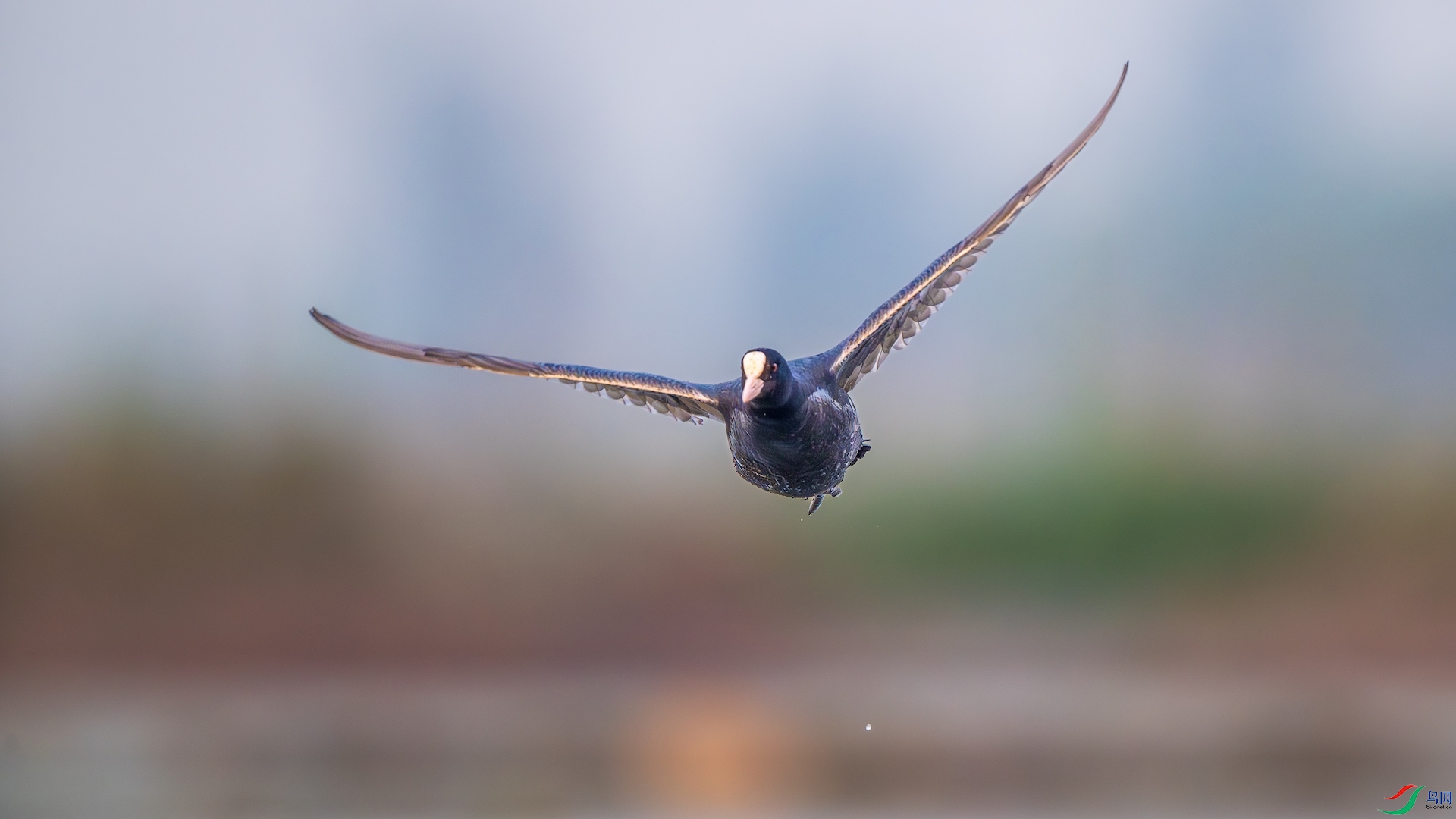 1_XXL7163-����ǿ-NR ����.jpeg