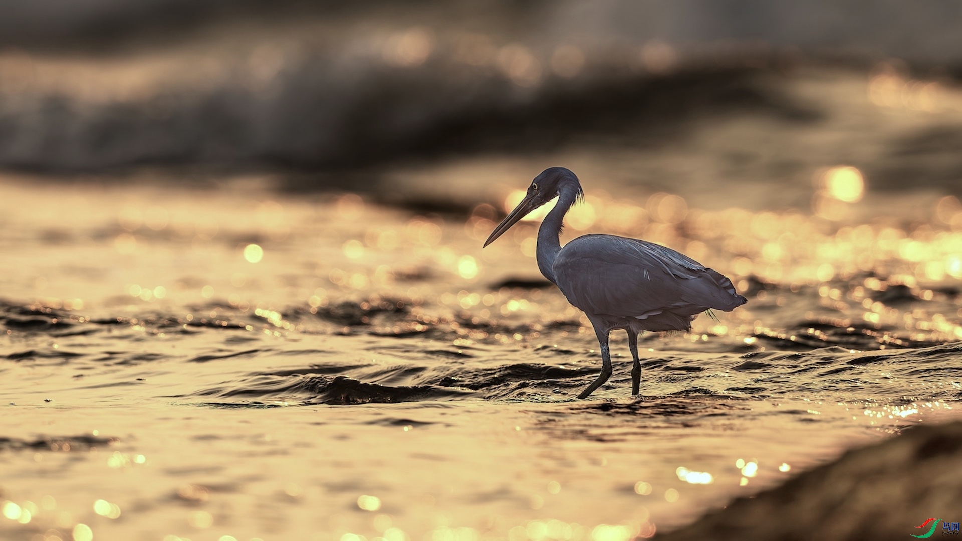 1_XXL8141-����ǿ-NR ���� 2.jpg