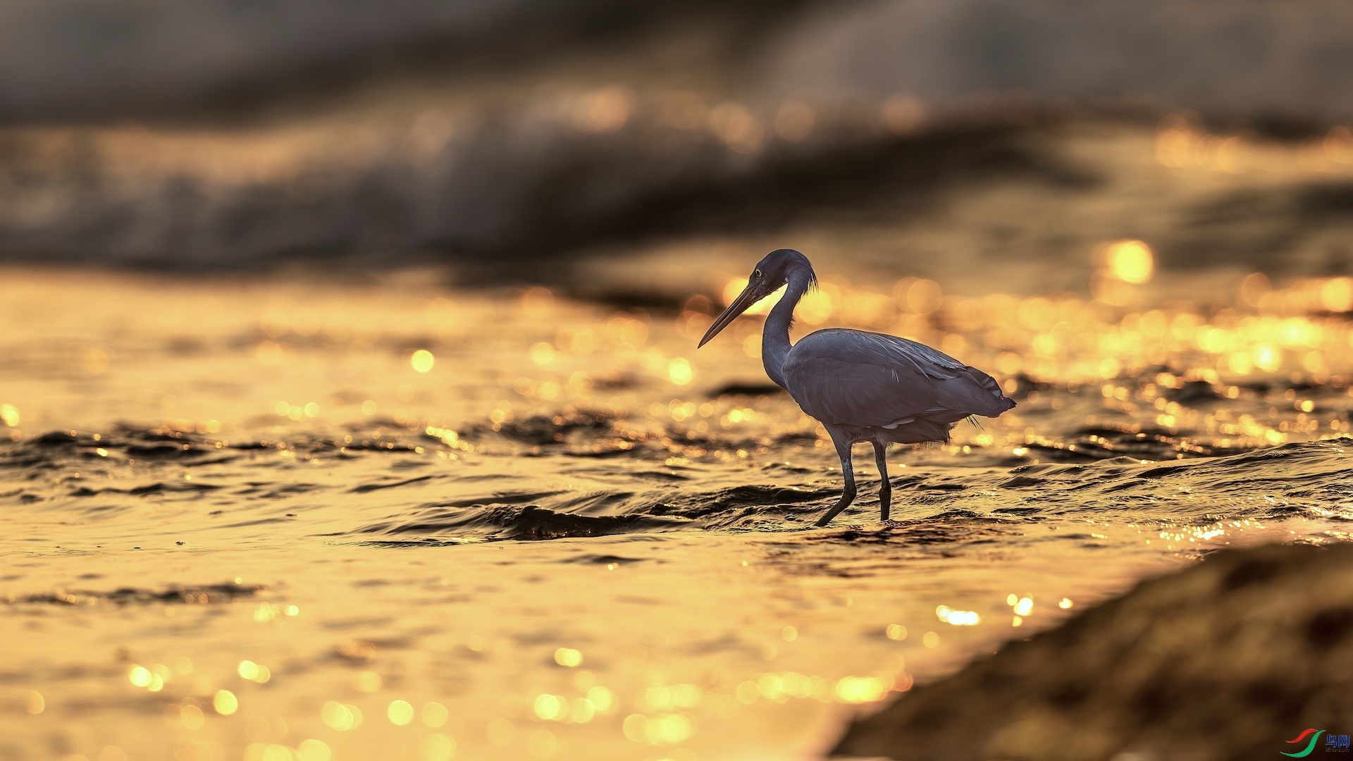 1_XXL8141-����ǿ-NR �����ĸ���.jpg