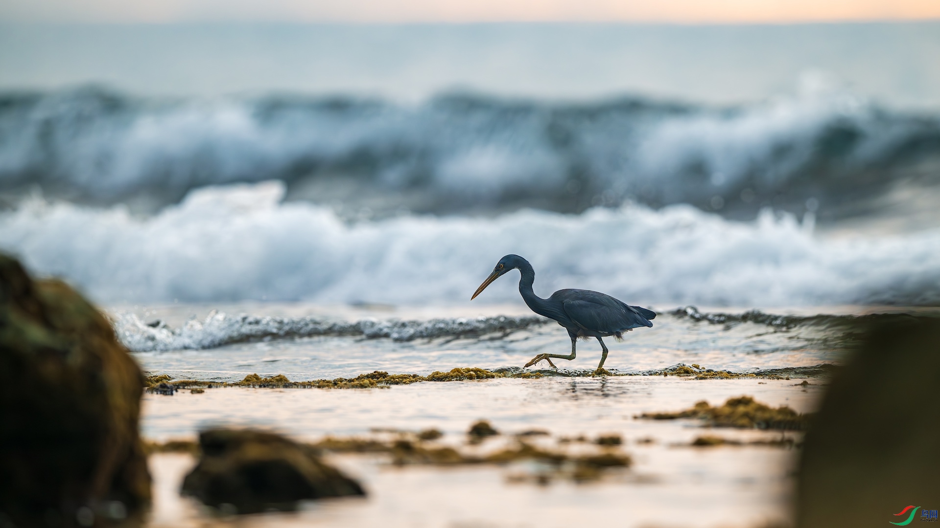 1_XXL8886-����ǿ-NR ����.jpg1112.jpg