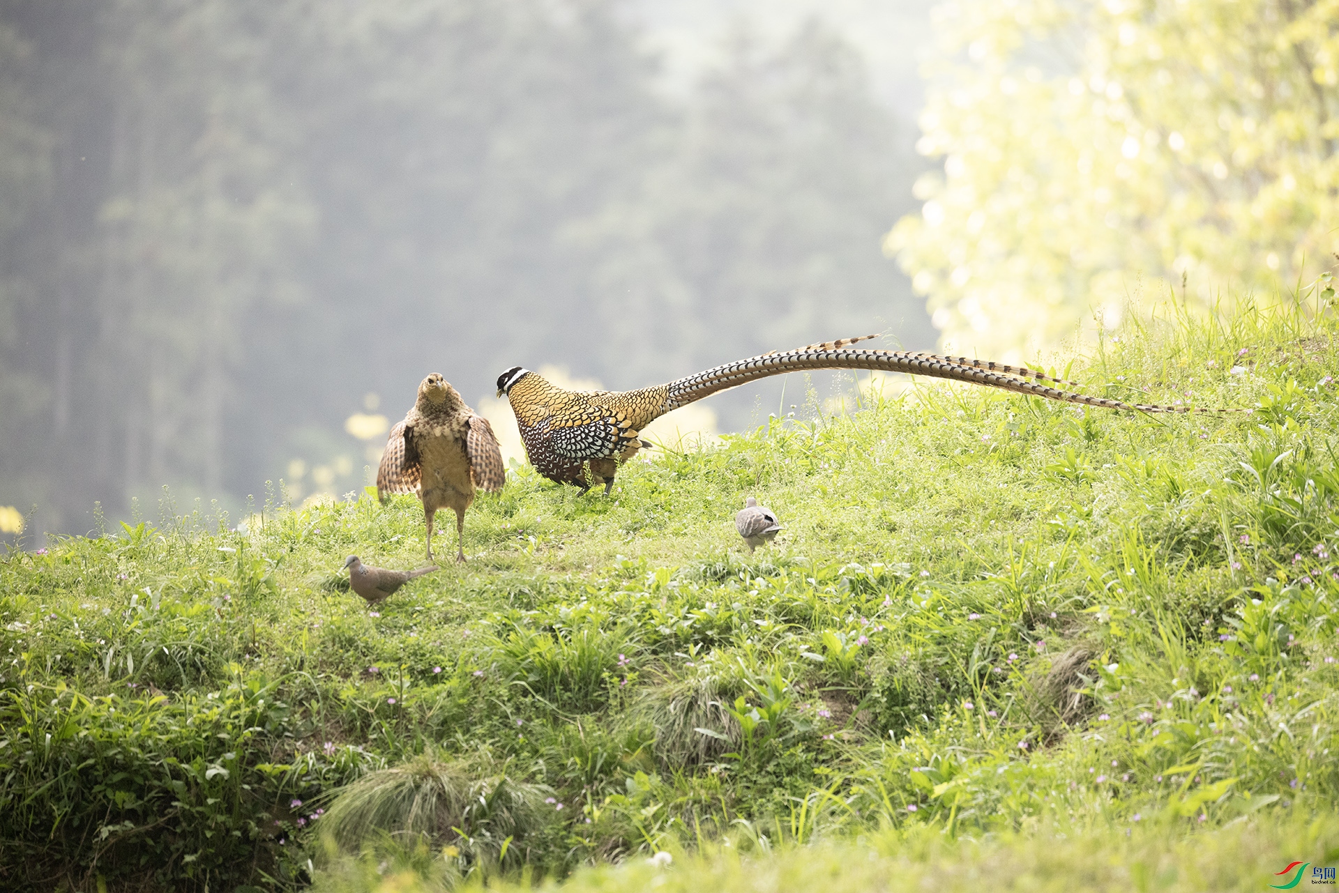 407A0456 ����----- .jpg