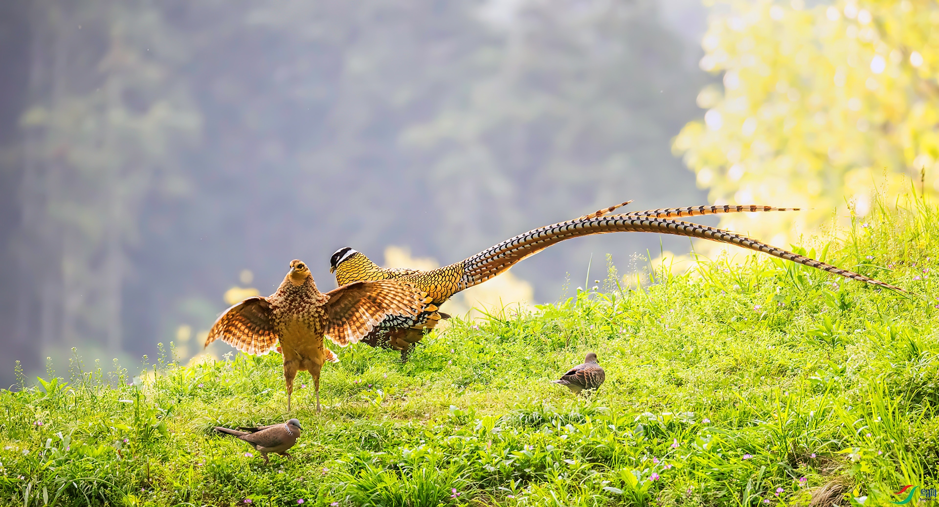 407A0463 ����-Sh---1 .jpg