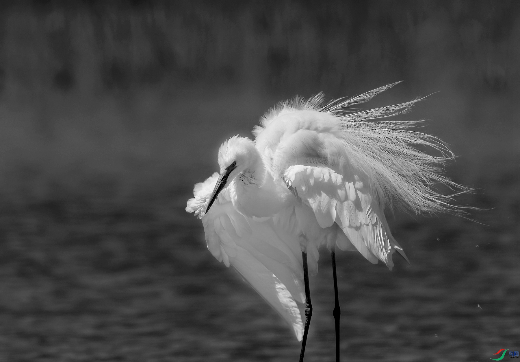 DSC04071 ����_����_����.jpg