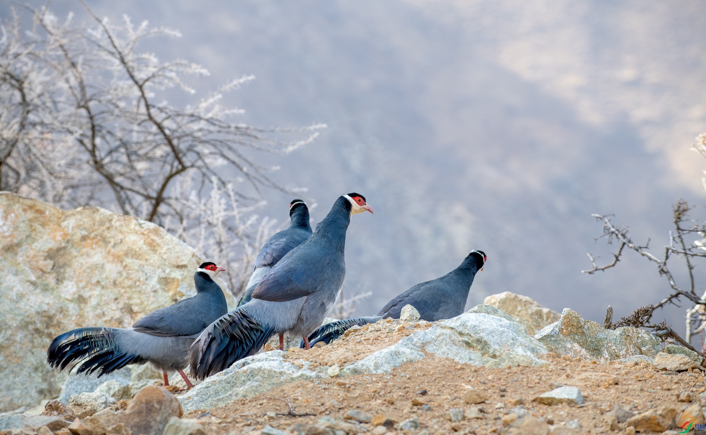 DSC_1555-11.jpg