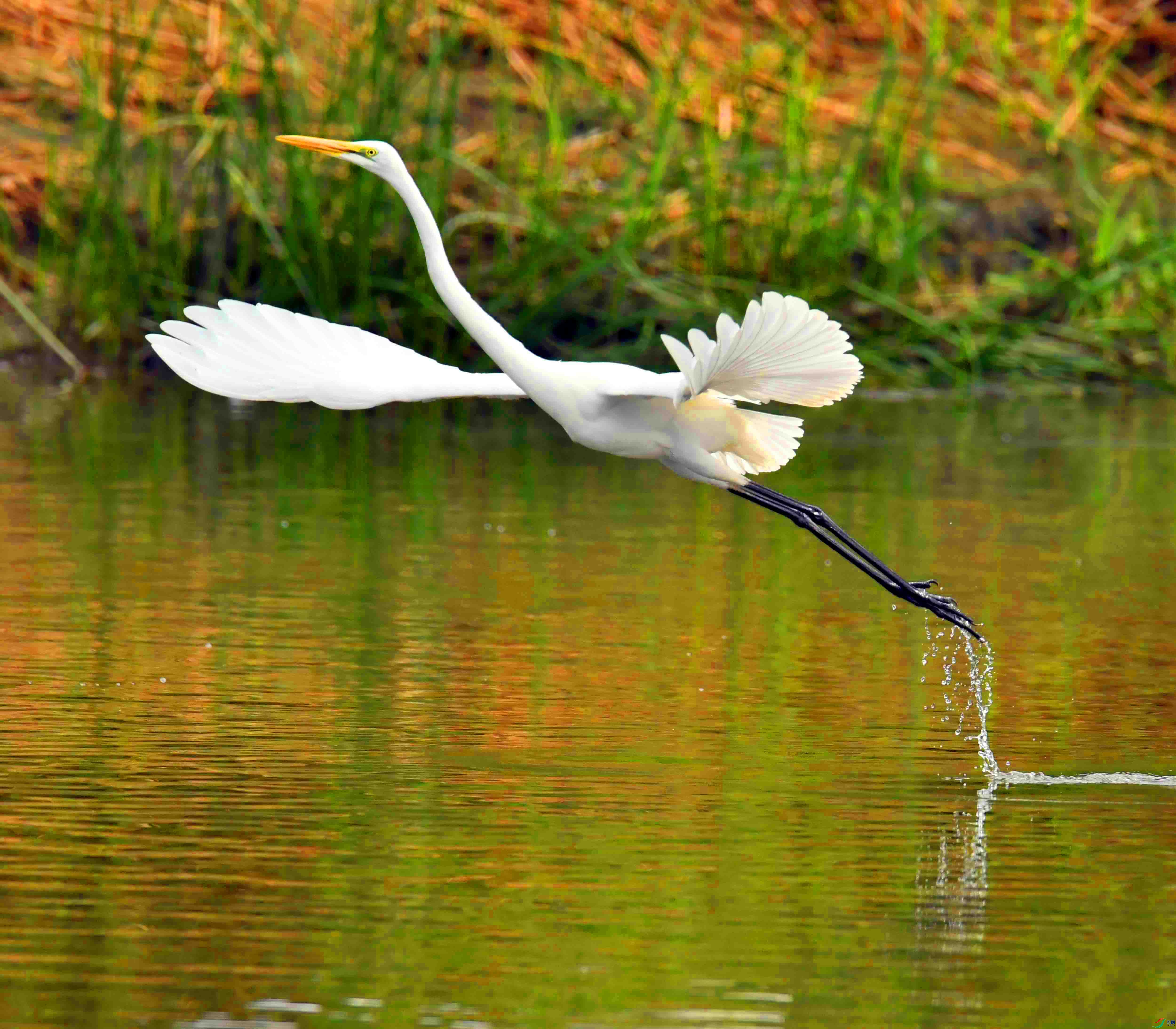 DSC_5000.JPG