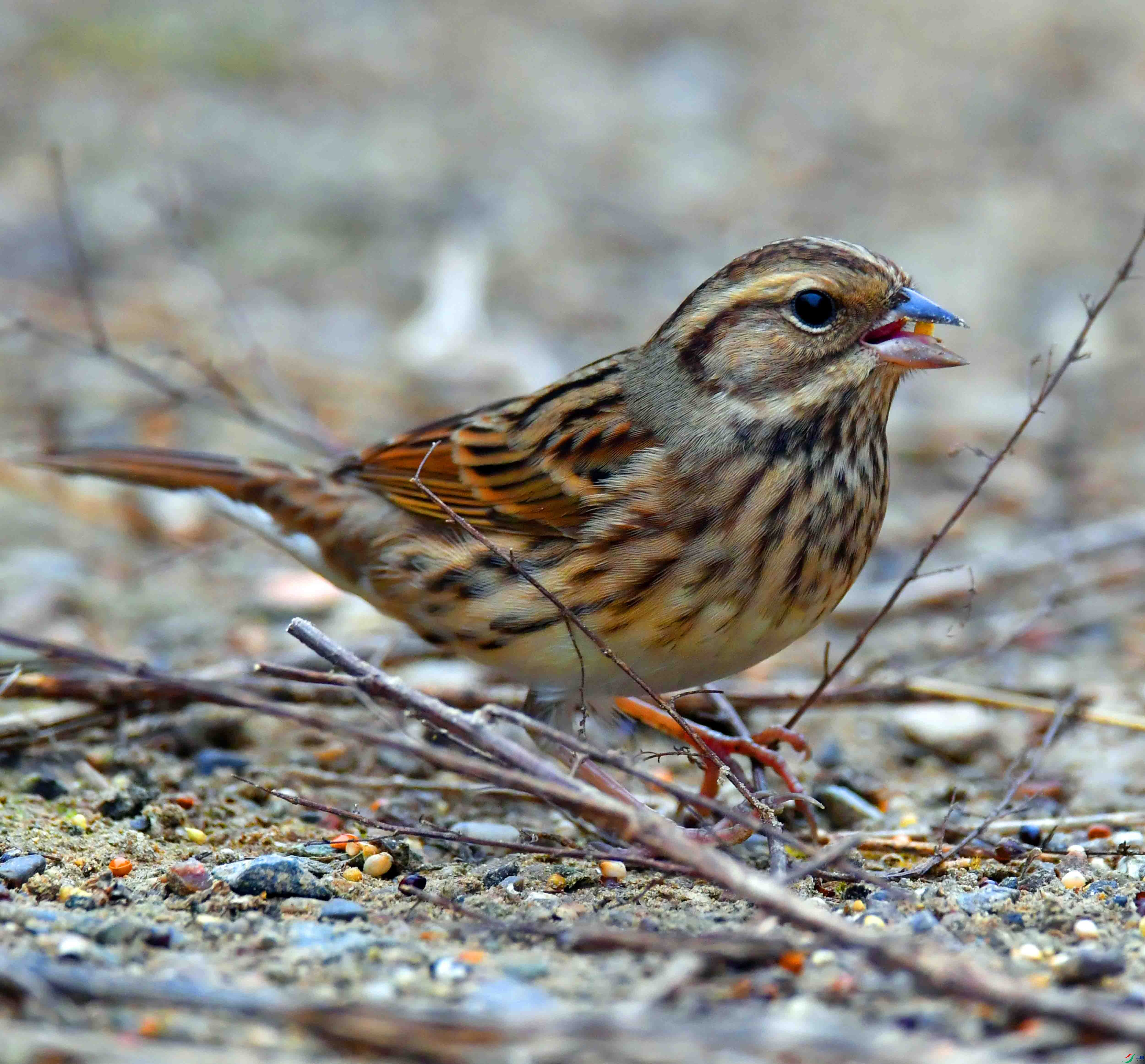 DSC_0620.JPG
