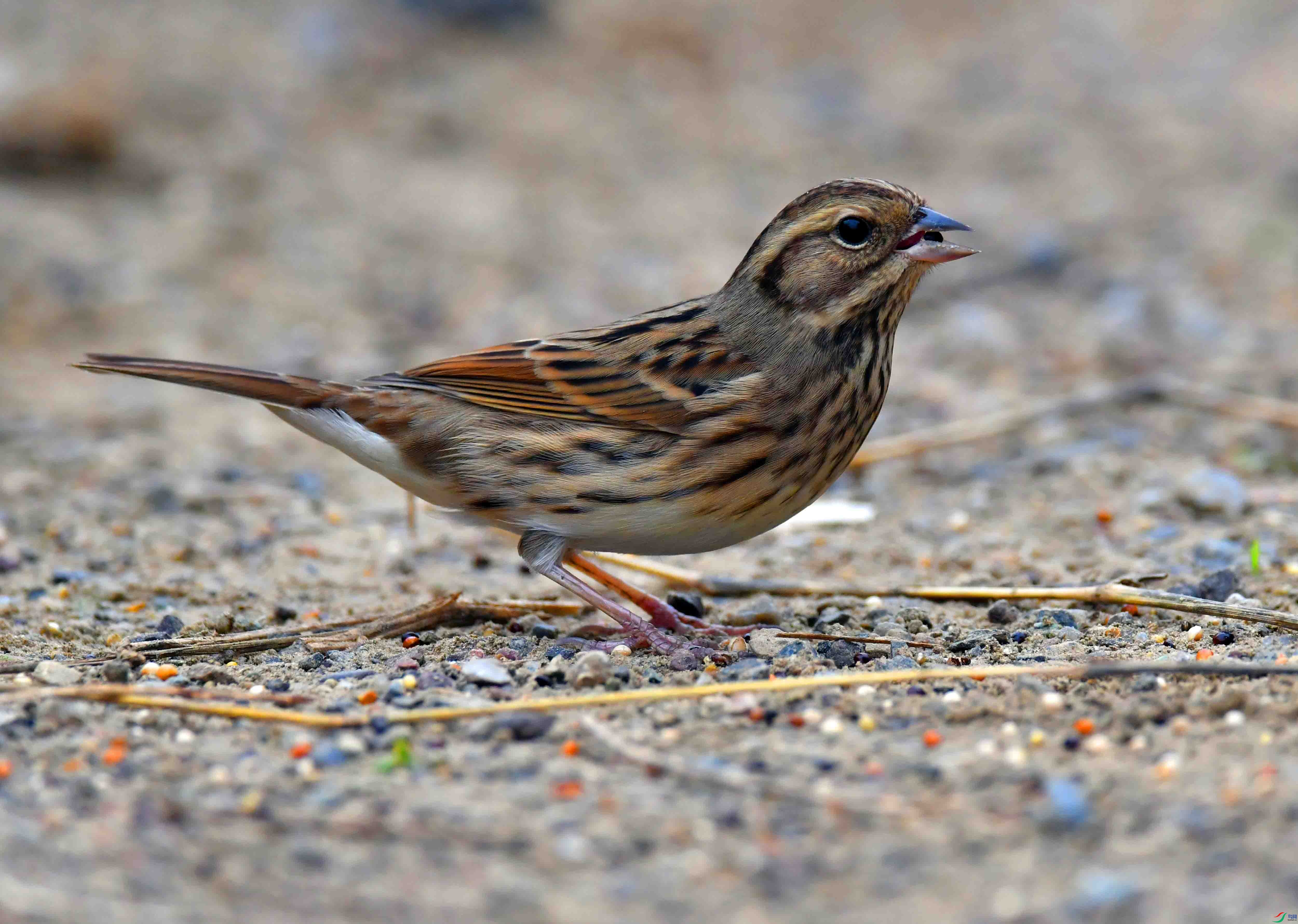DSC_0633.JPG