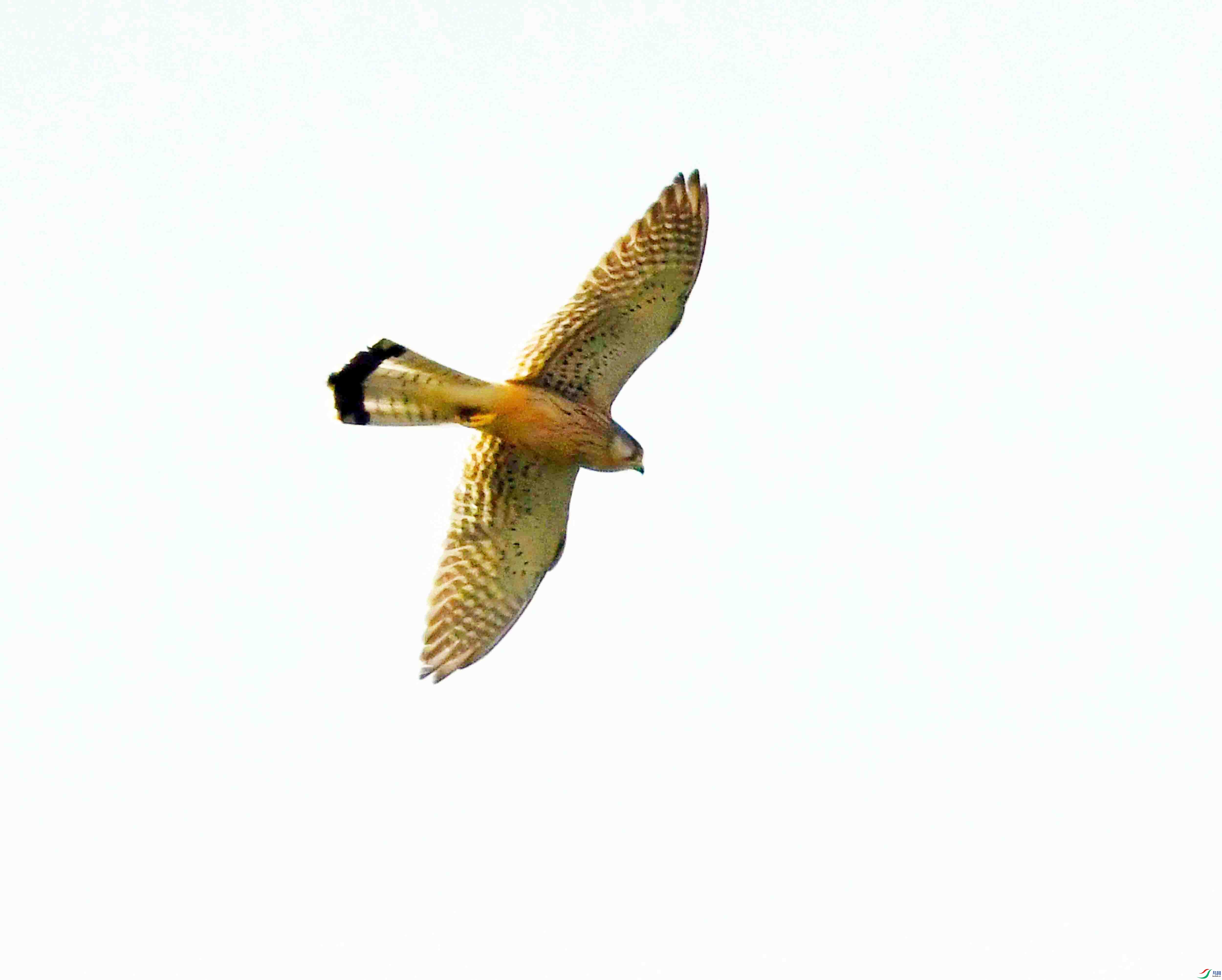DSC_9942.JPG