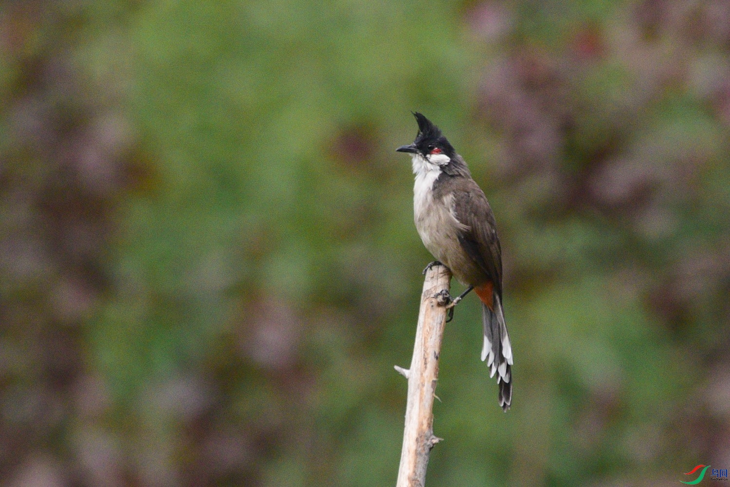 DSC_3631.JPG