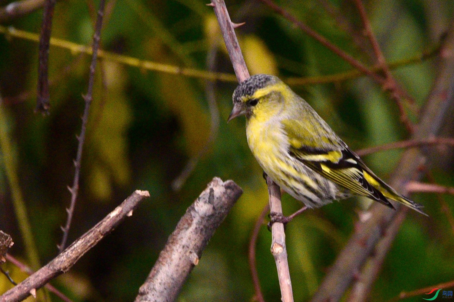 DSC_6213.JPG