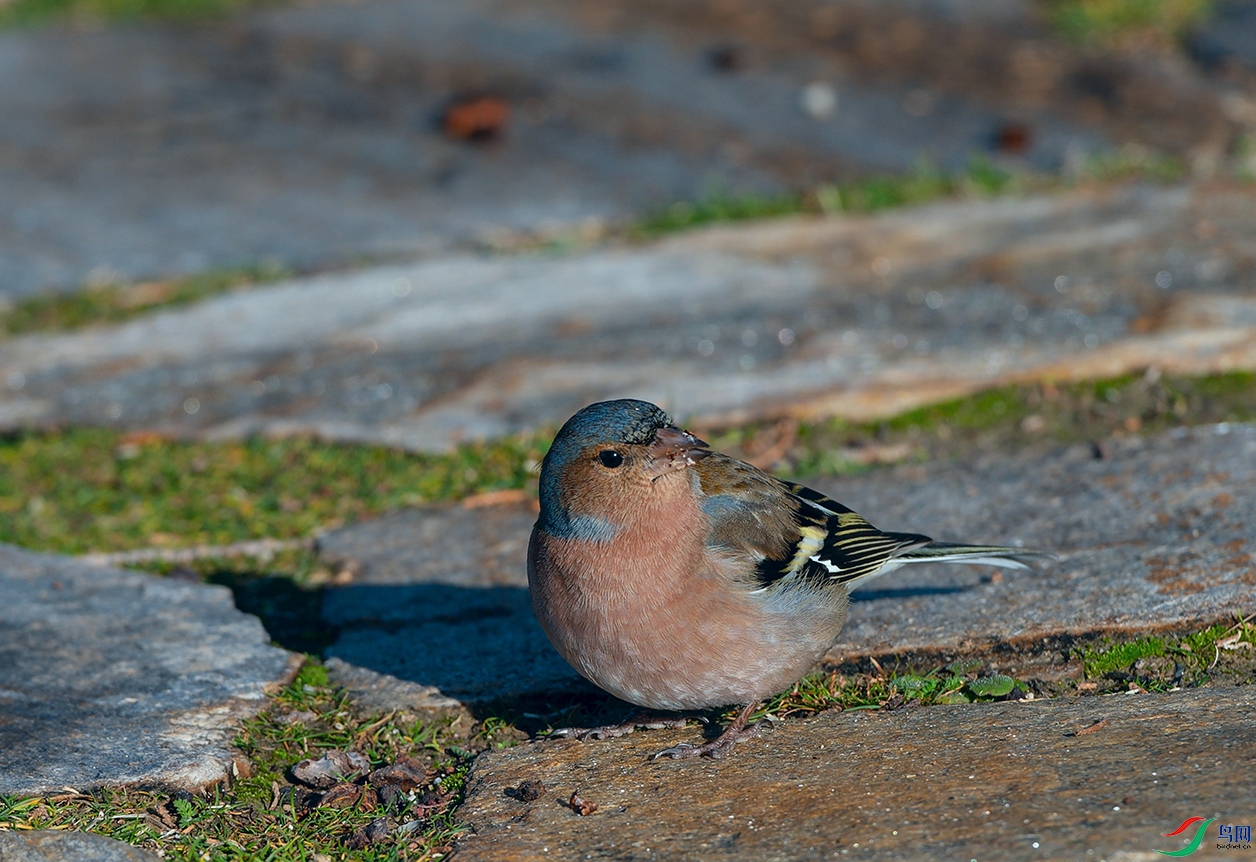 DSC_3548_DxOa.jpg