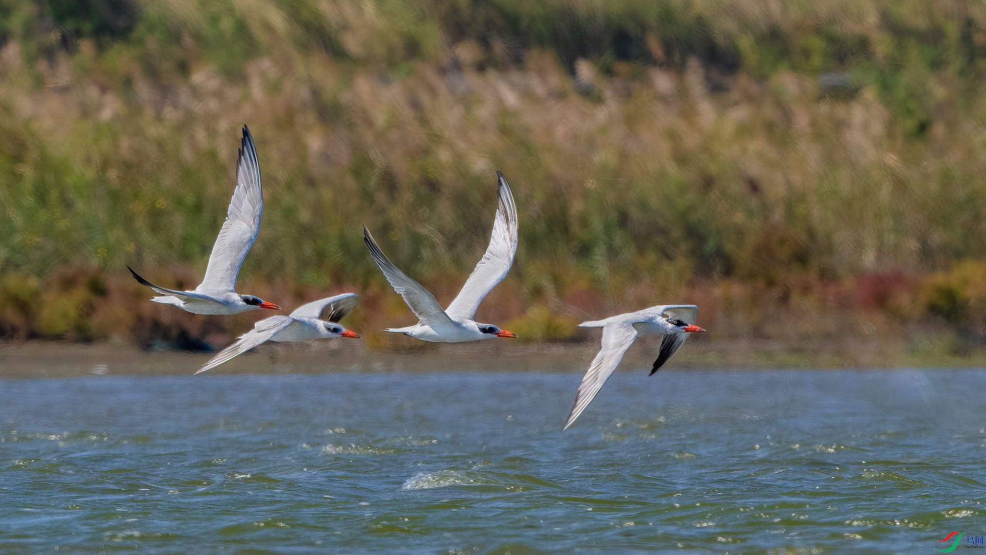 _DSC8676-����ǿ-NR ����С.jpg