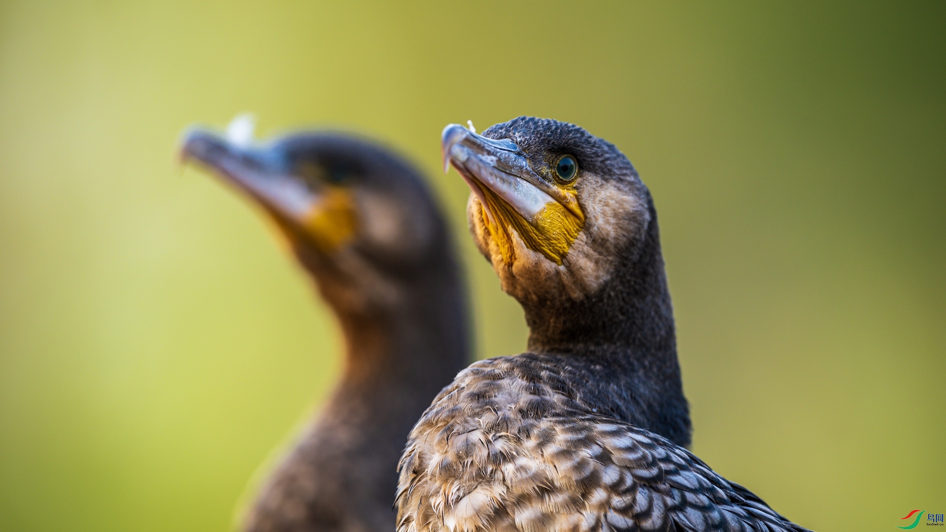 1_XXL3305 ����.jpeg