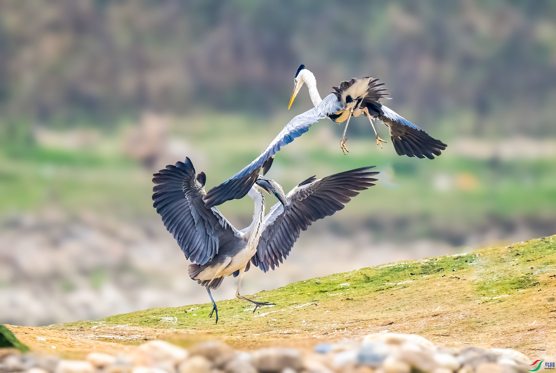 DSC_9009v.jpg