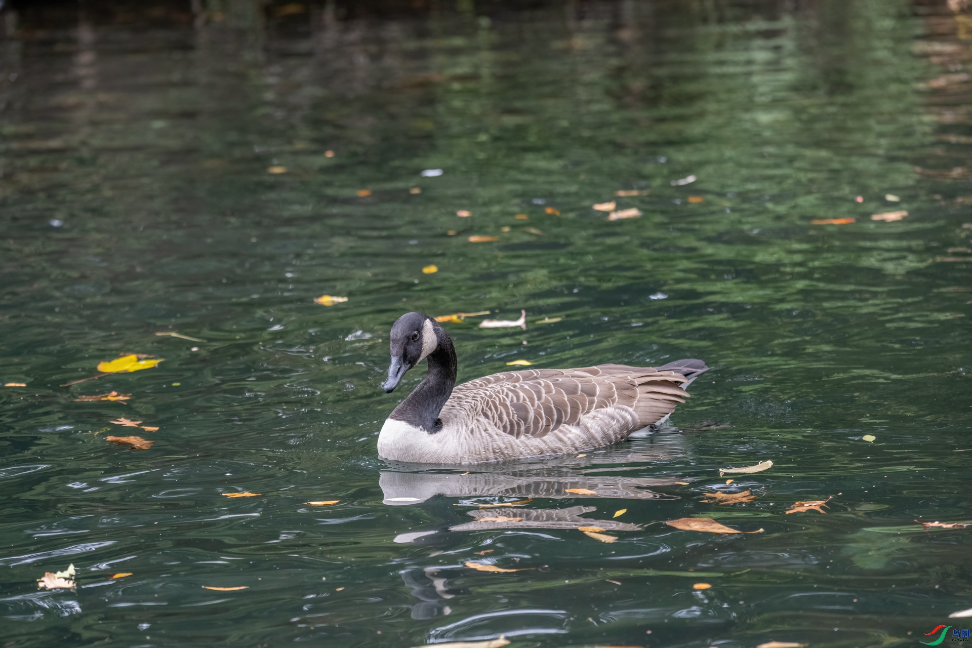 DSC_8968-1.jpg