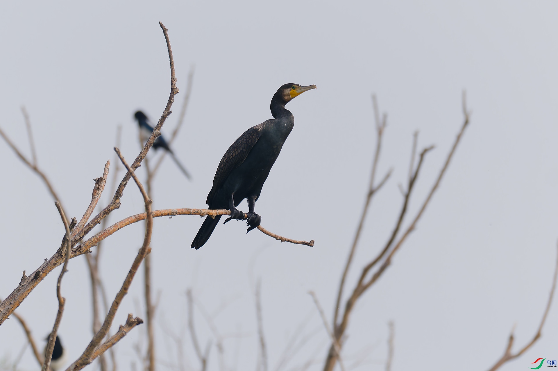 DSC_7986.jpg