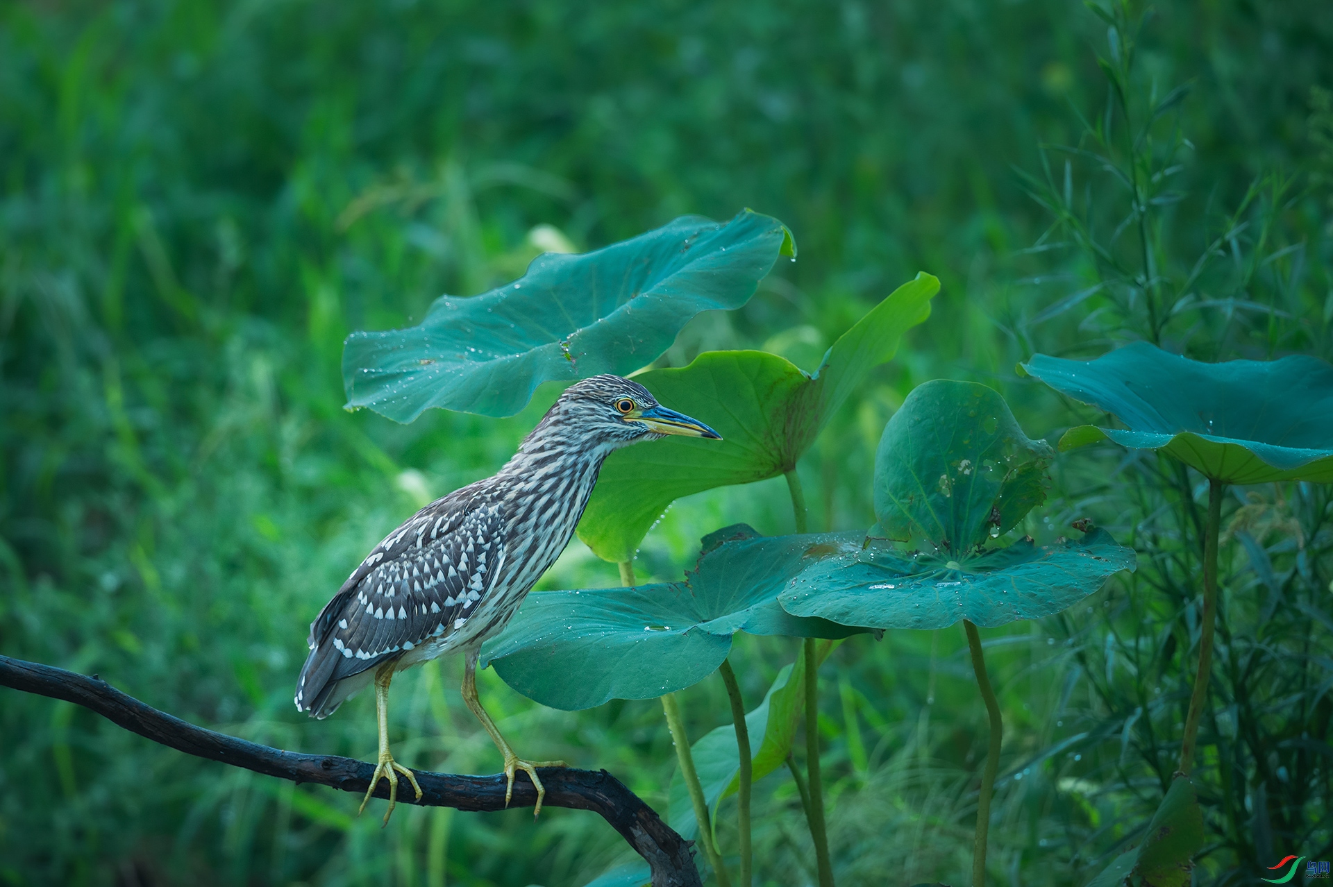 DSC_5627-1.jpg