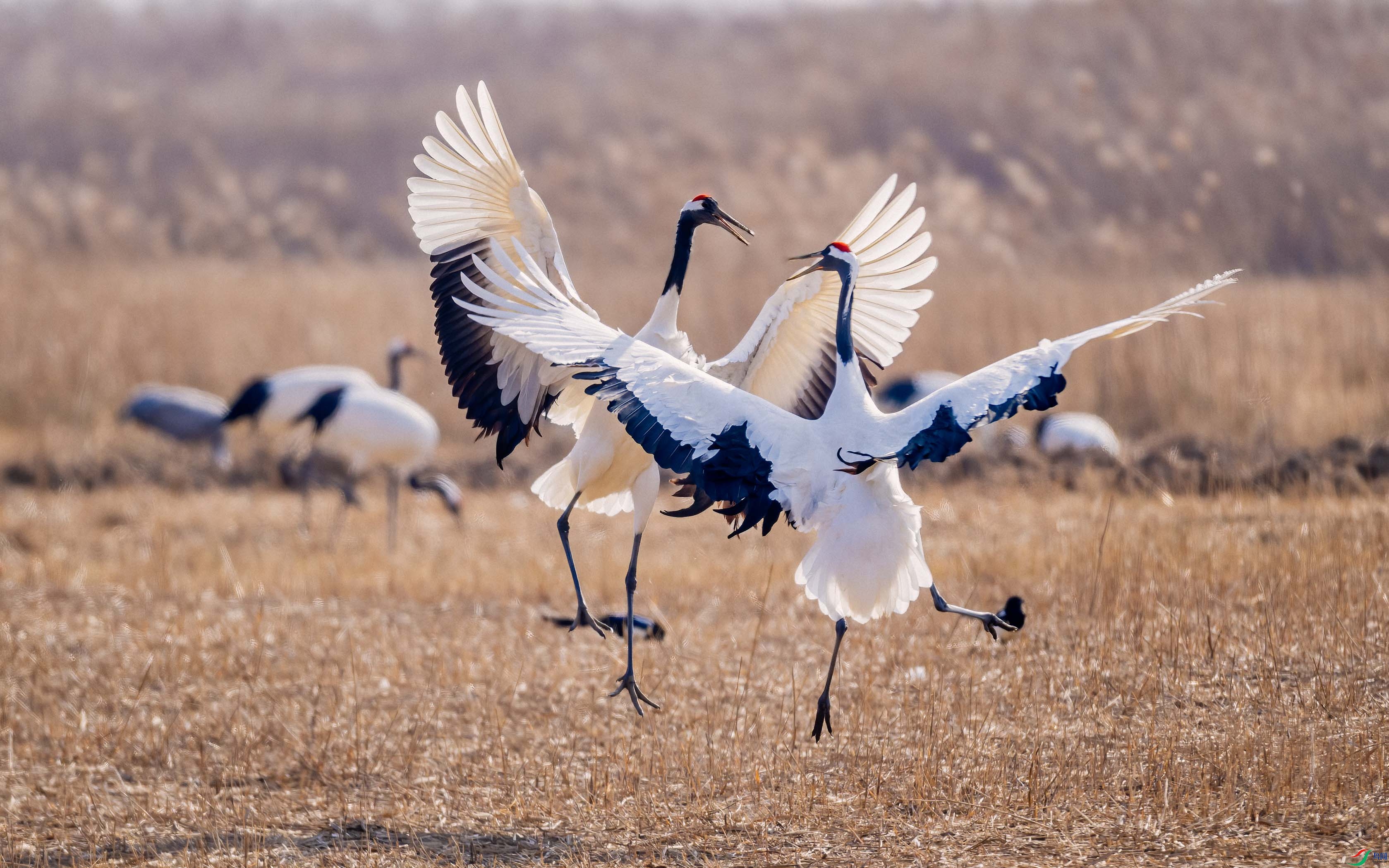 DSC_4090 ����.jpg