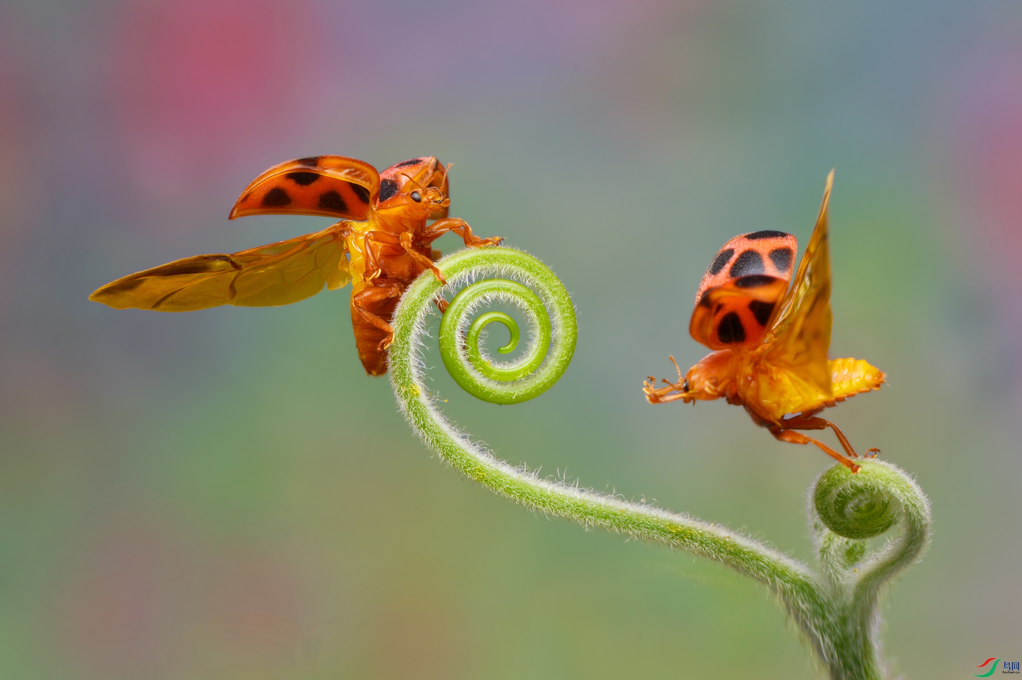 DSC_2476 ����.jpg