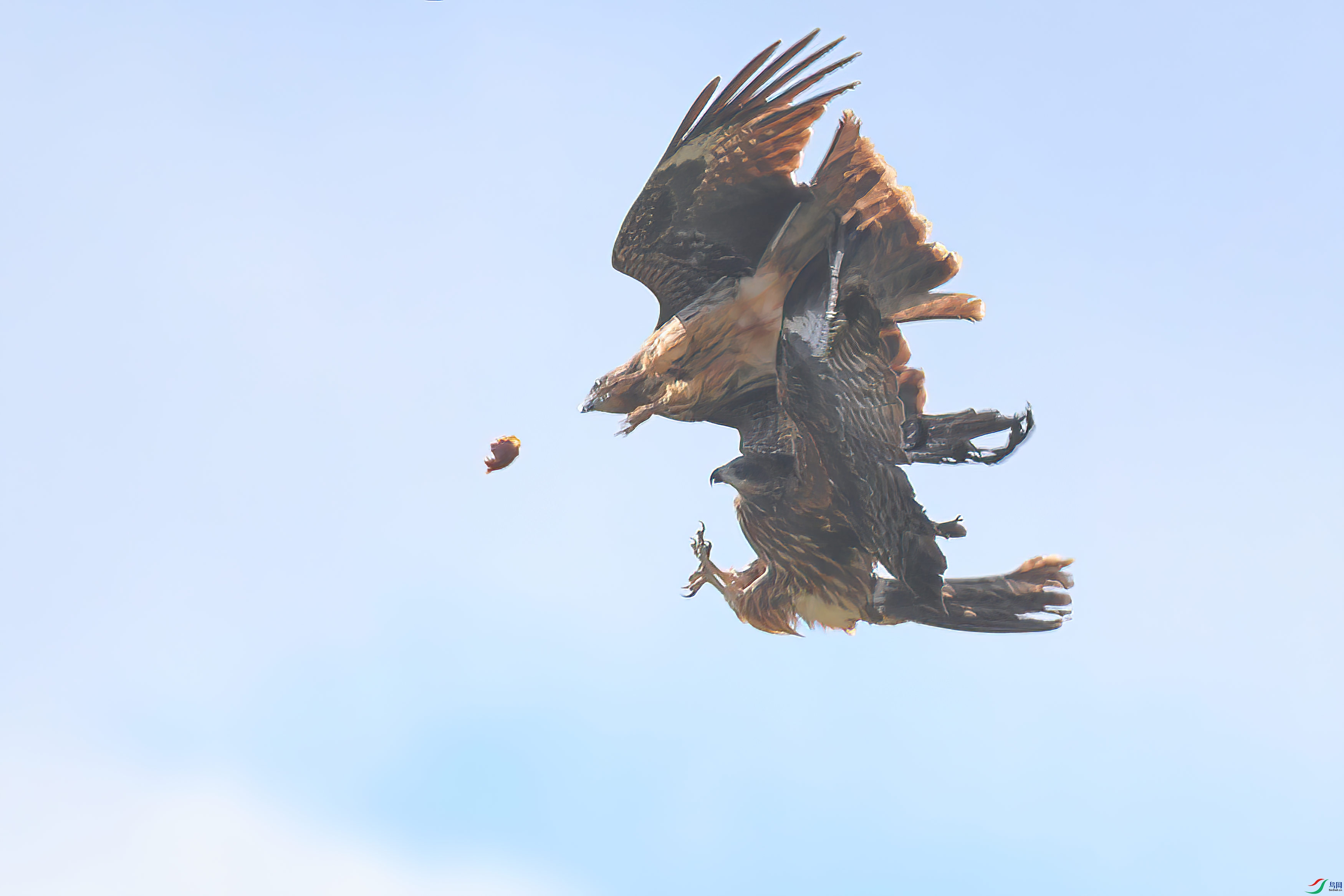 ������ʳ 