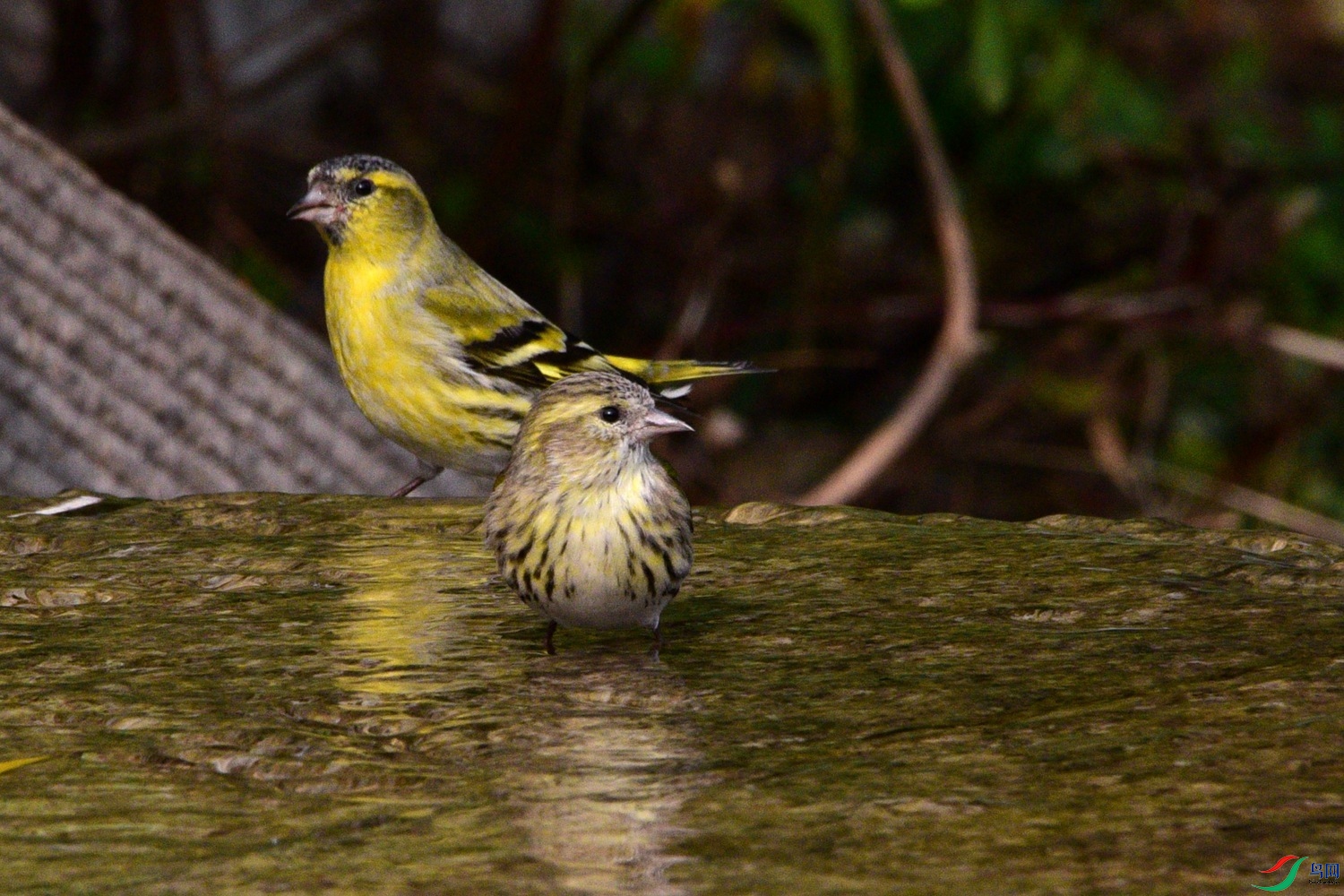 DSC_6215.JPG