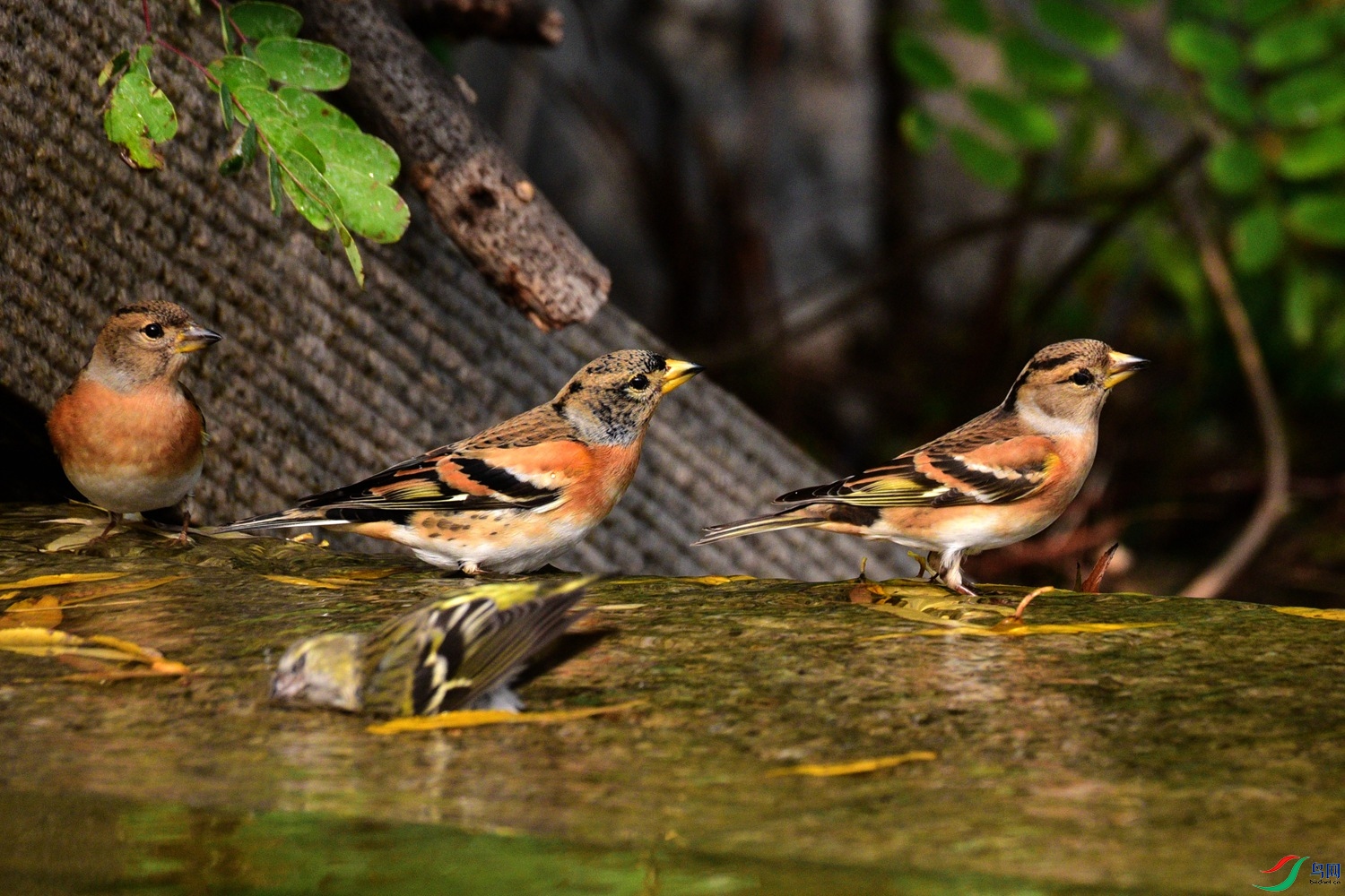 DSC_6434.JPG