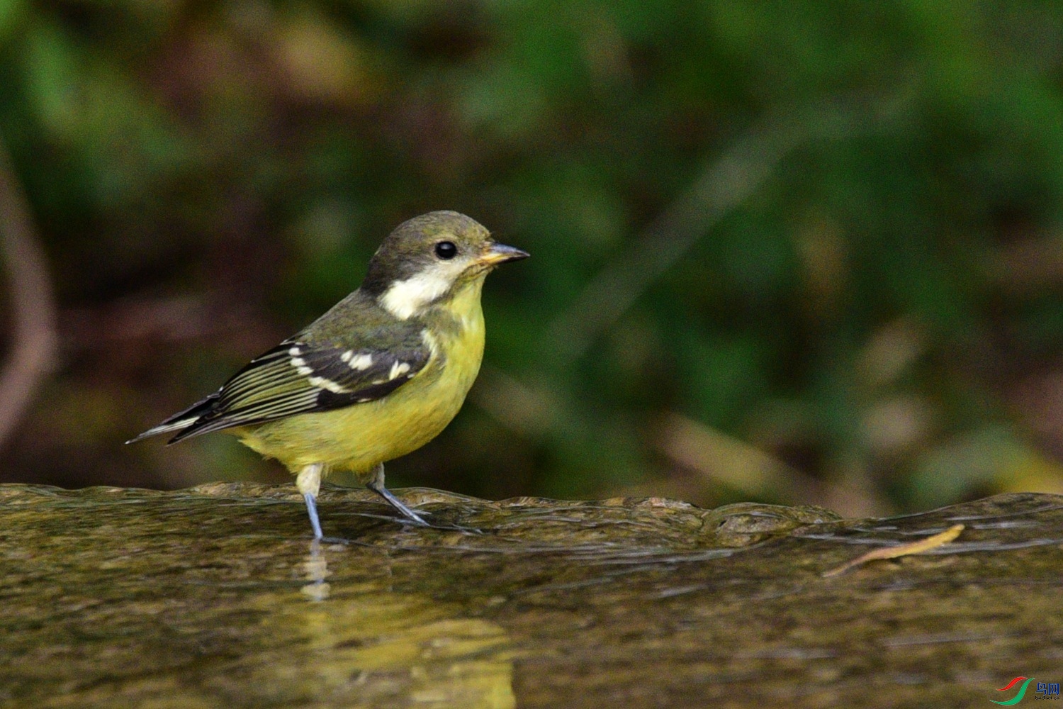 DSC_6478.JPG