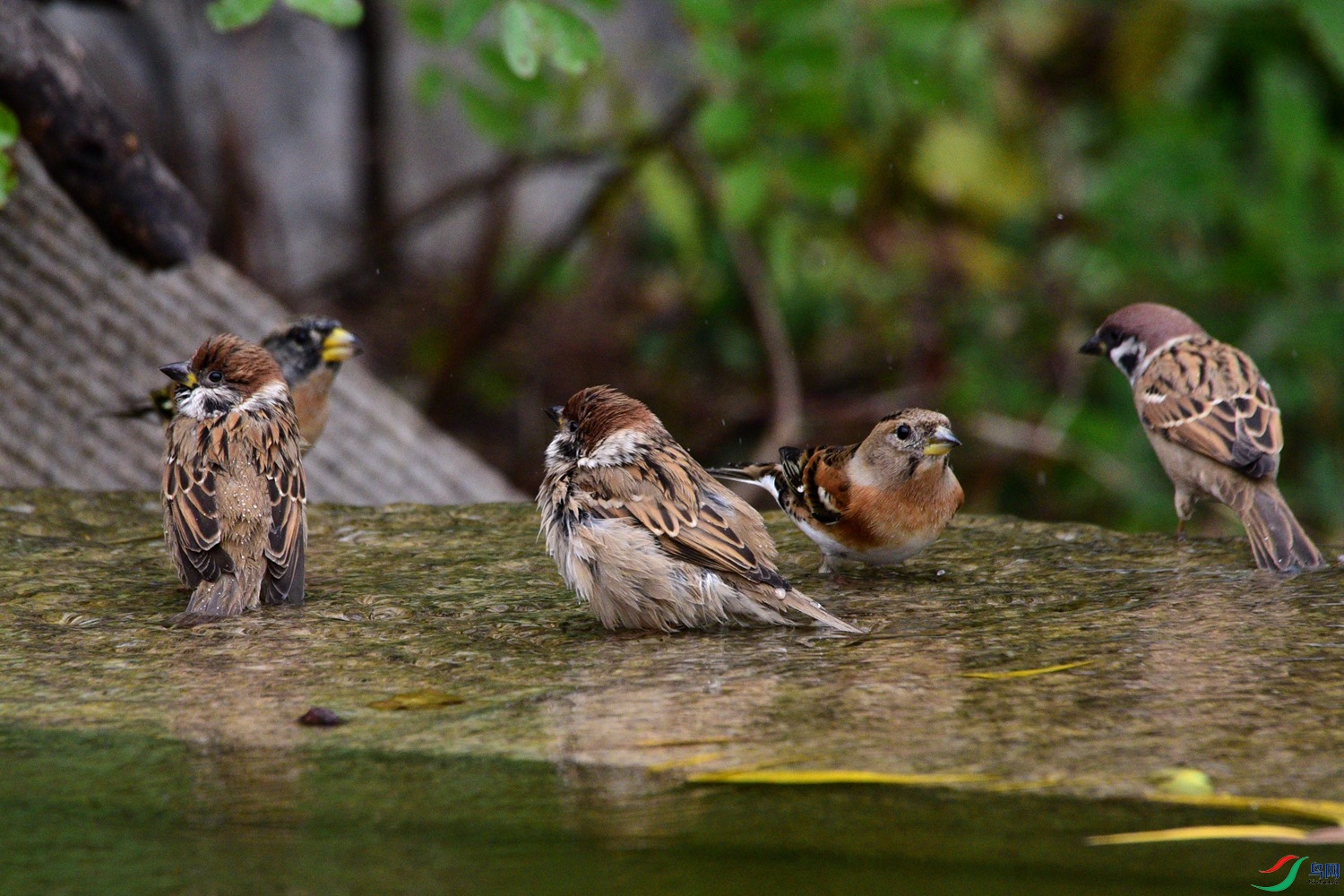 DSC_6752.JPG