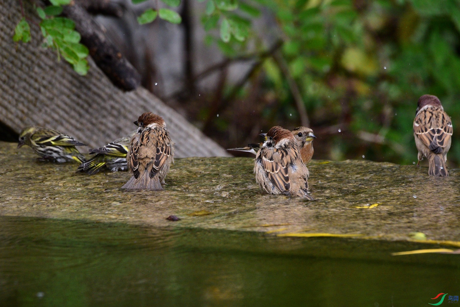 DSC_6751.JPG