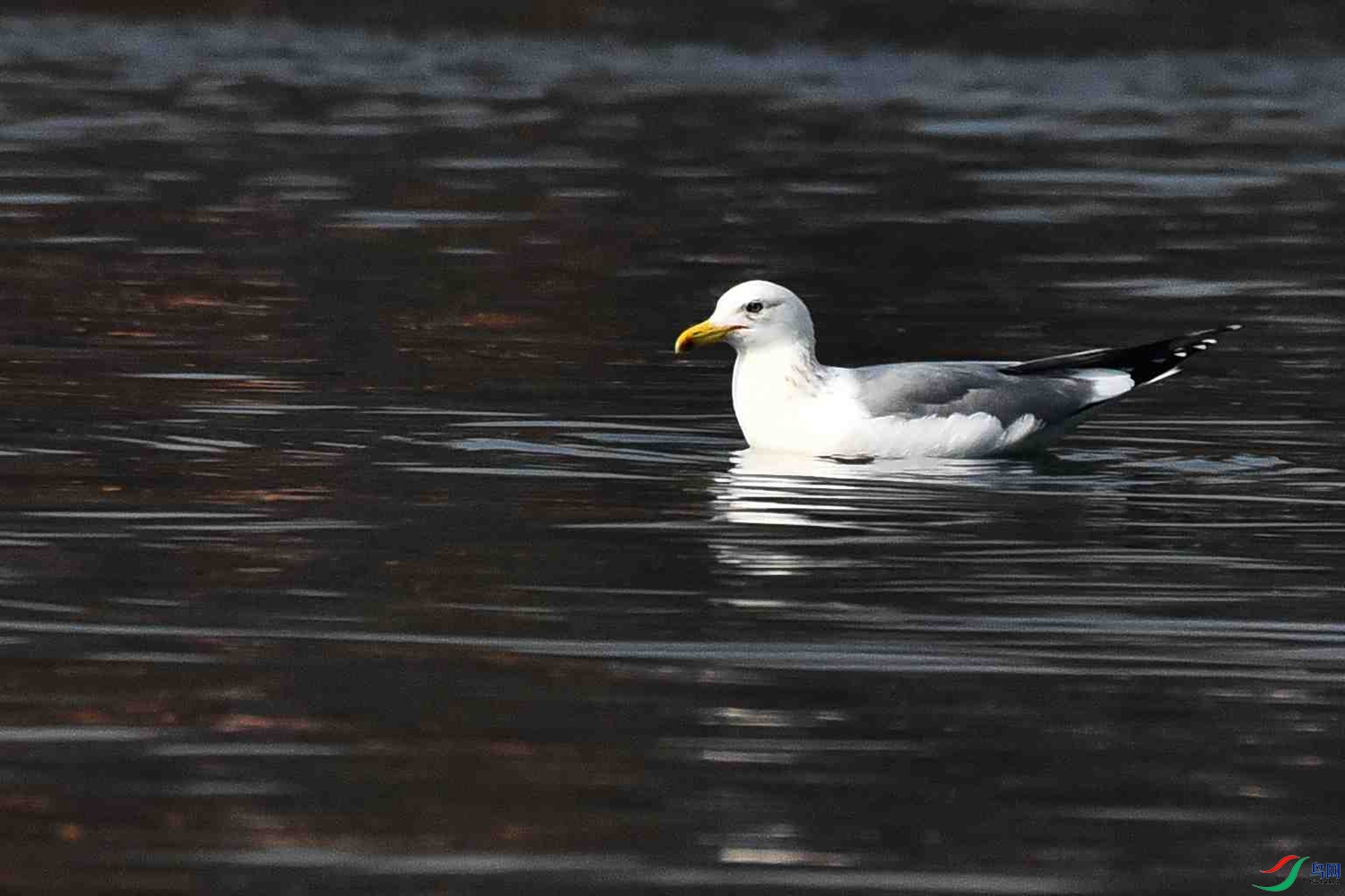 DSC_4822.JPG