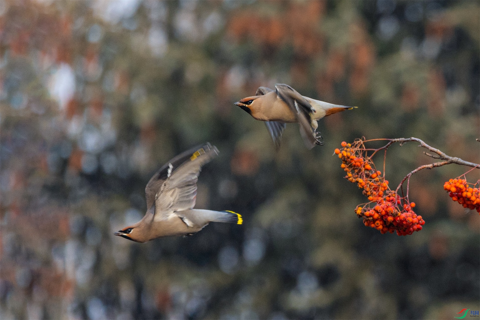 1K3A8061 ����1.jpg