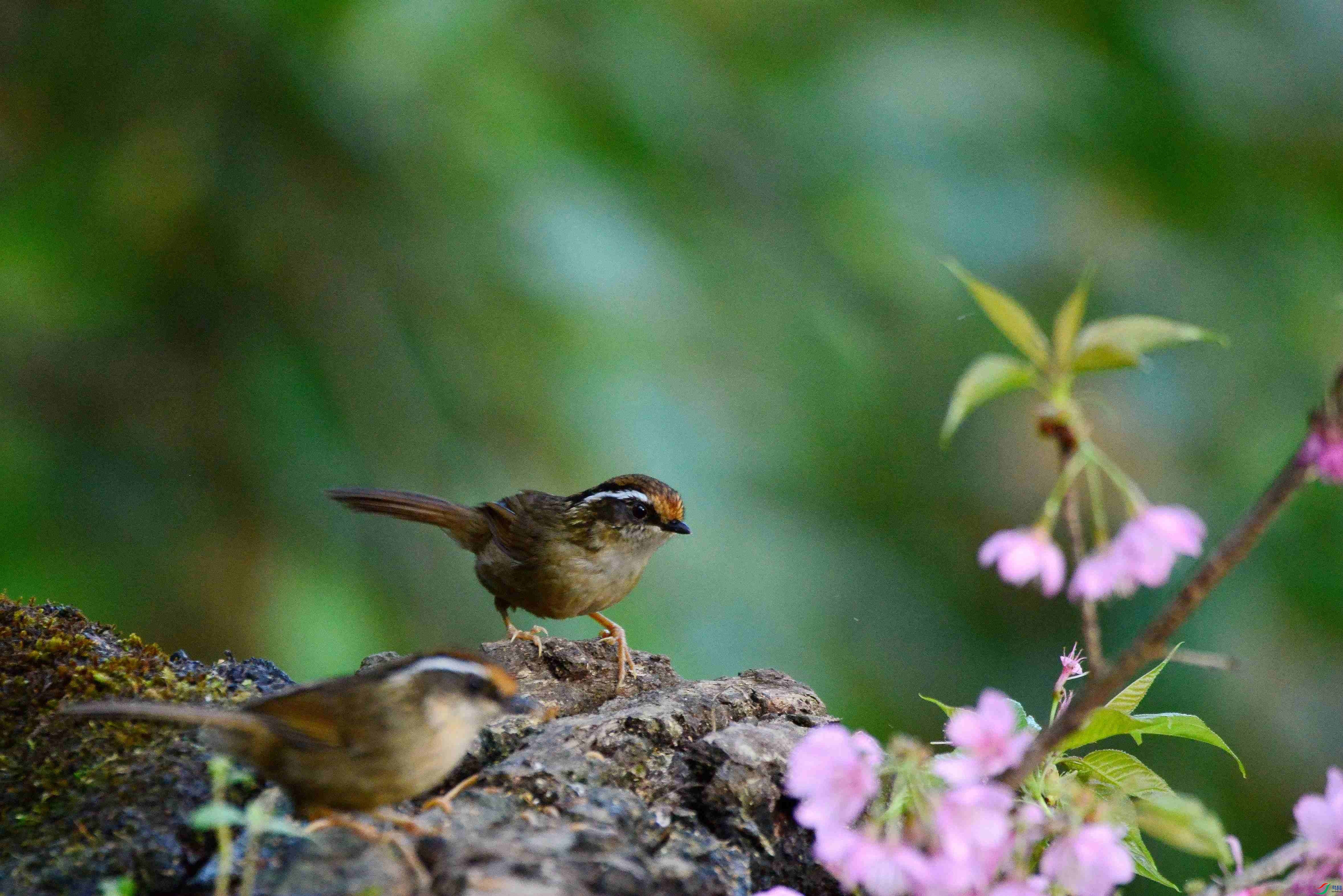 DSC_4435.JPG