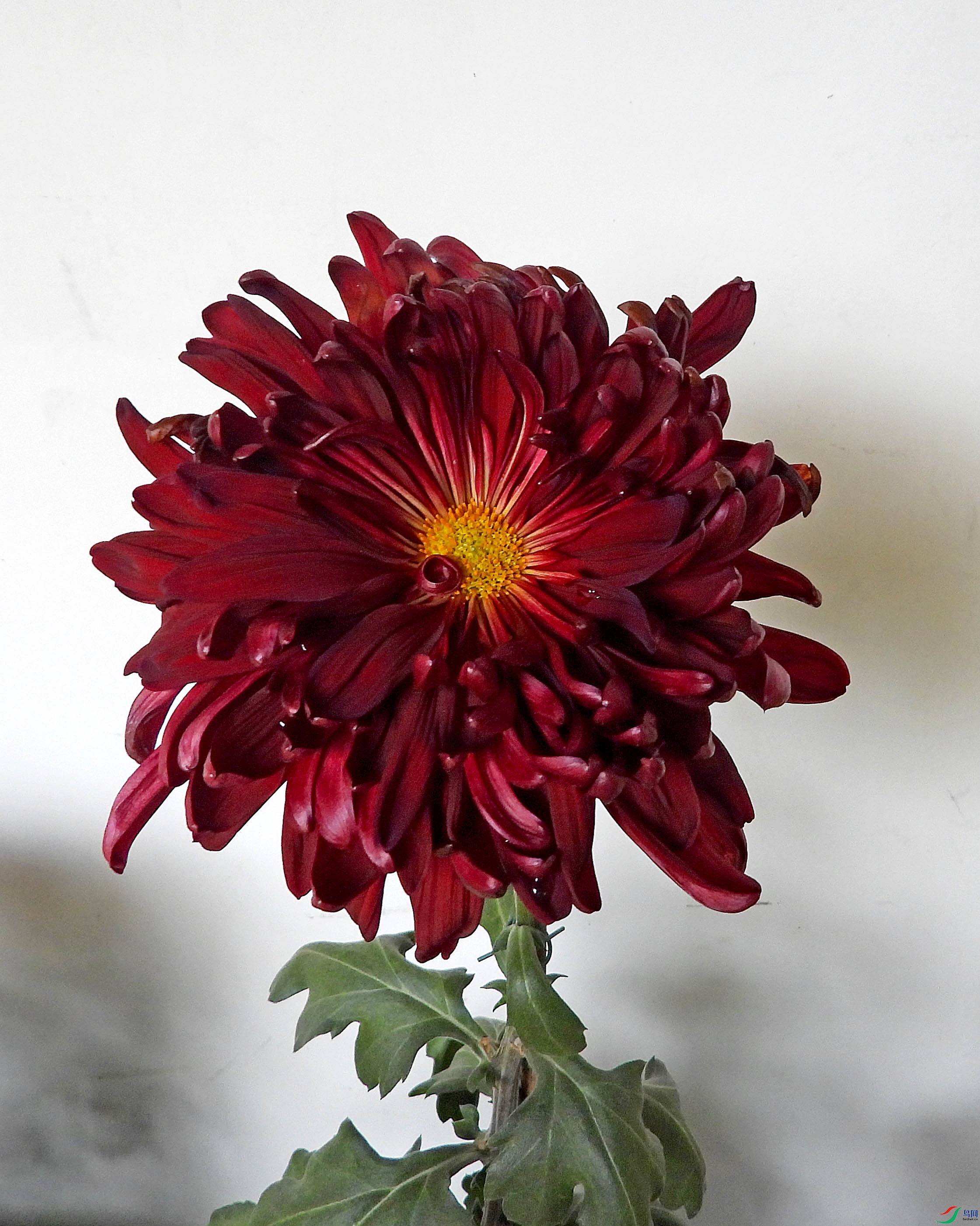 DSCN4990.JPG
