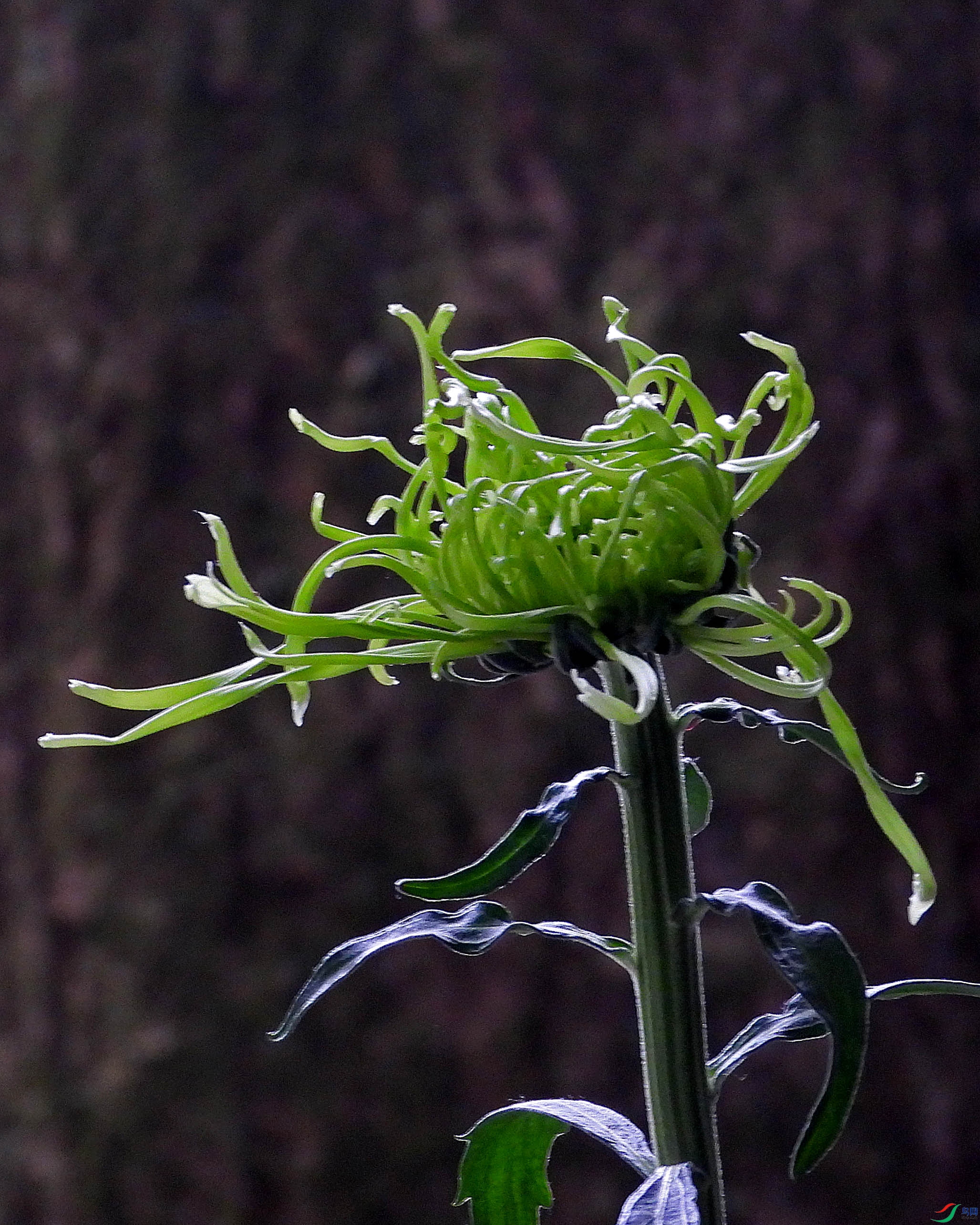 DSCN5005.JPG