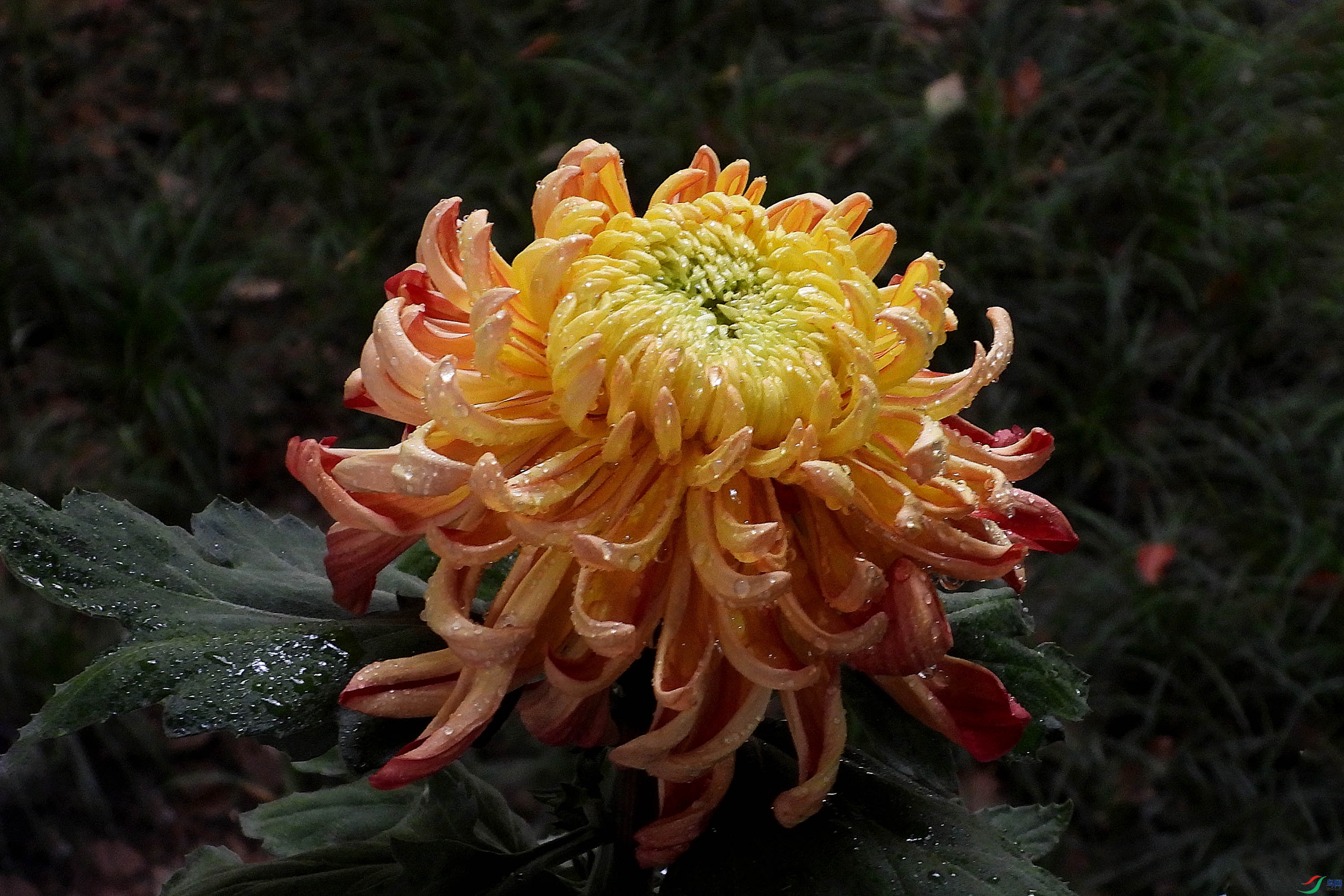 DSCN5011.JPG