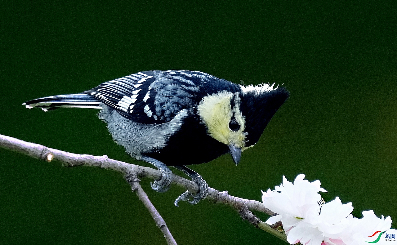 �Ƽ�ɽȸ 9.1.JPG