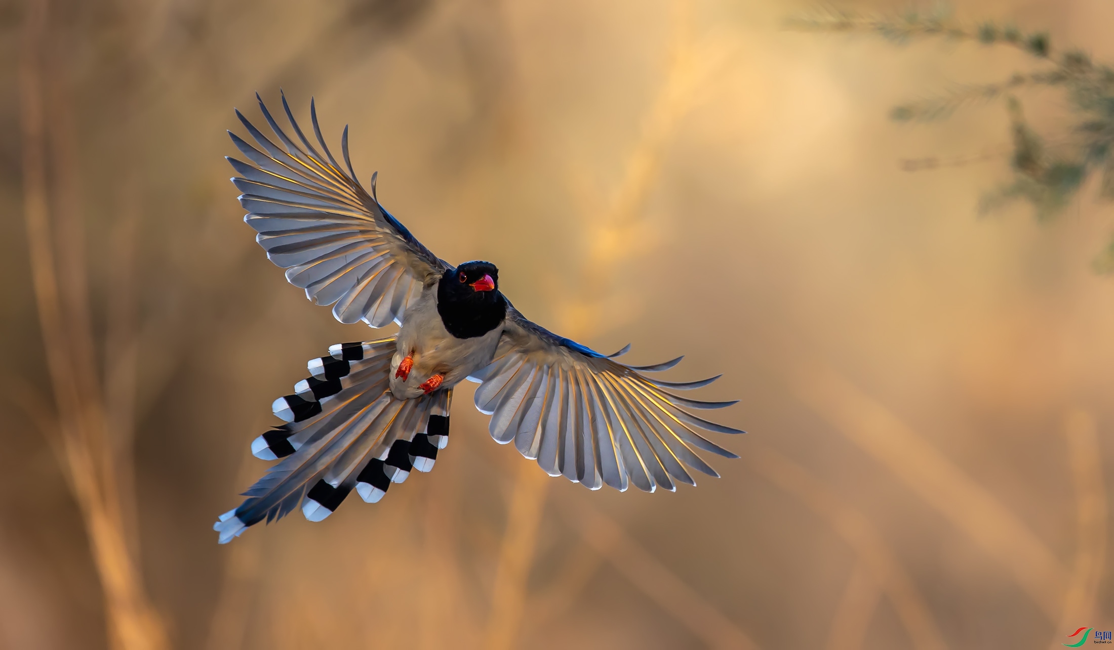 ������ȵ