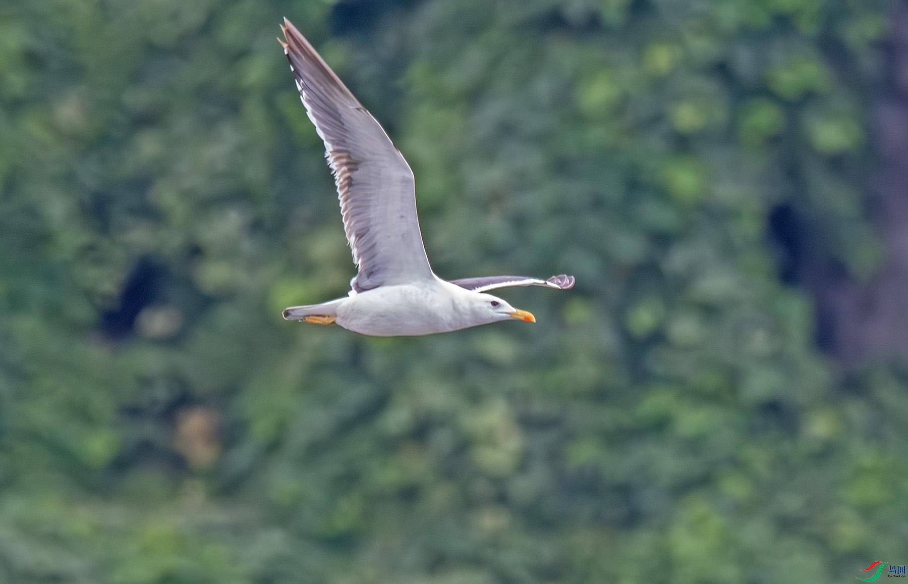 DSC_7430-����ǿ-NR-1.jpg