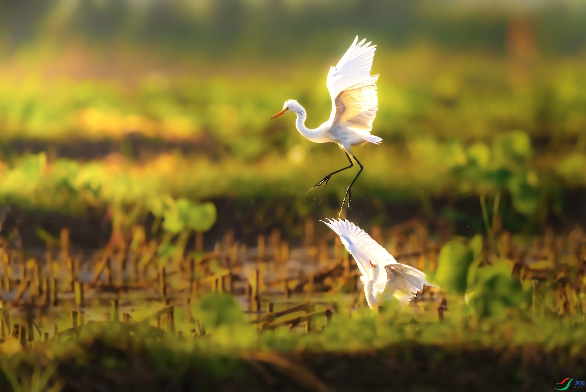 1_XXL0532-1 ����.jpeg