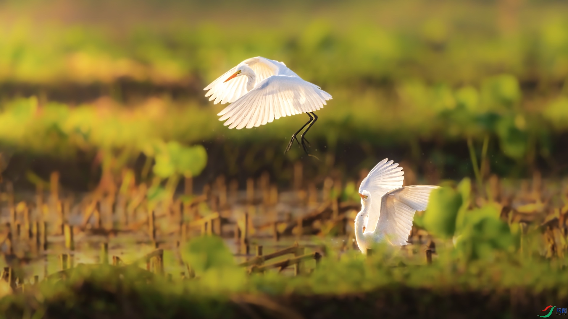 1_XXL0533-1 ����.jpeg