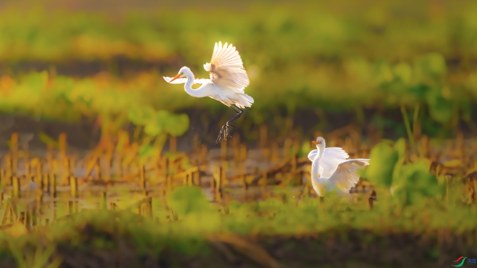 1_XXL0534-1 ����.jpeg